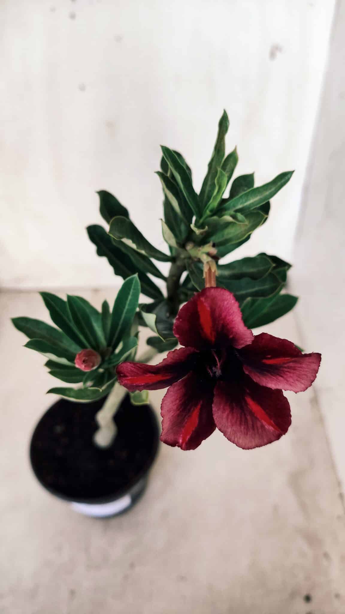 Planta Simples 2576 – 30cm – 02 anos