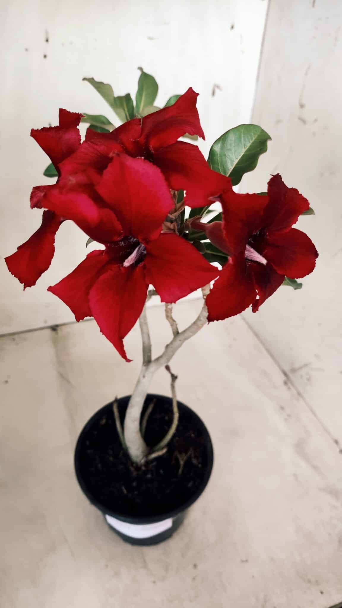 Planta Simples 2577 – 30cm – 02 anos
