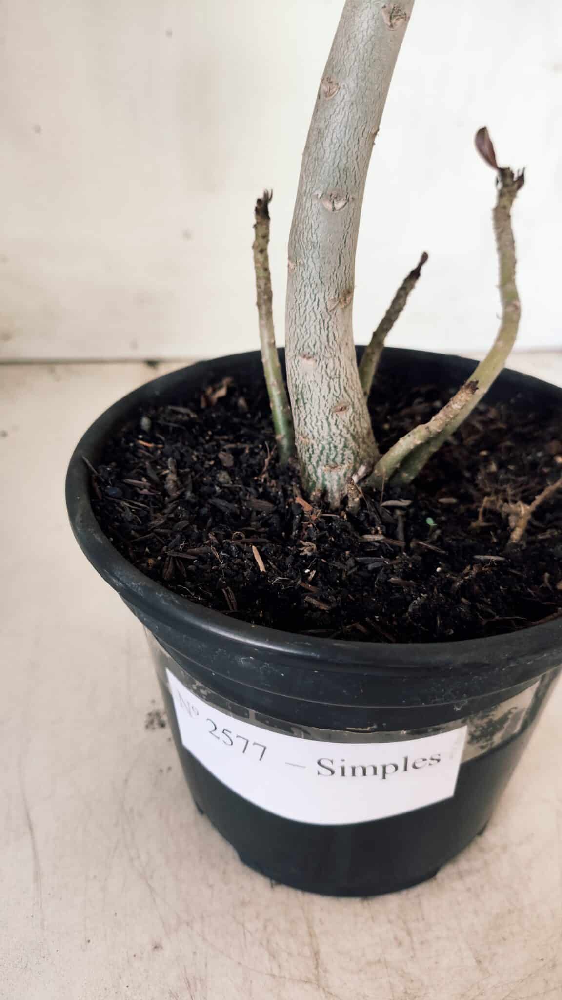 Planta Simples 2577 – 30cm – 02 anos