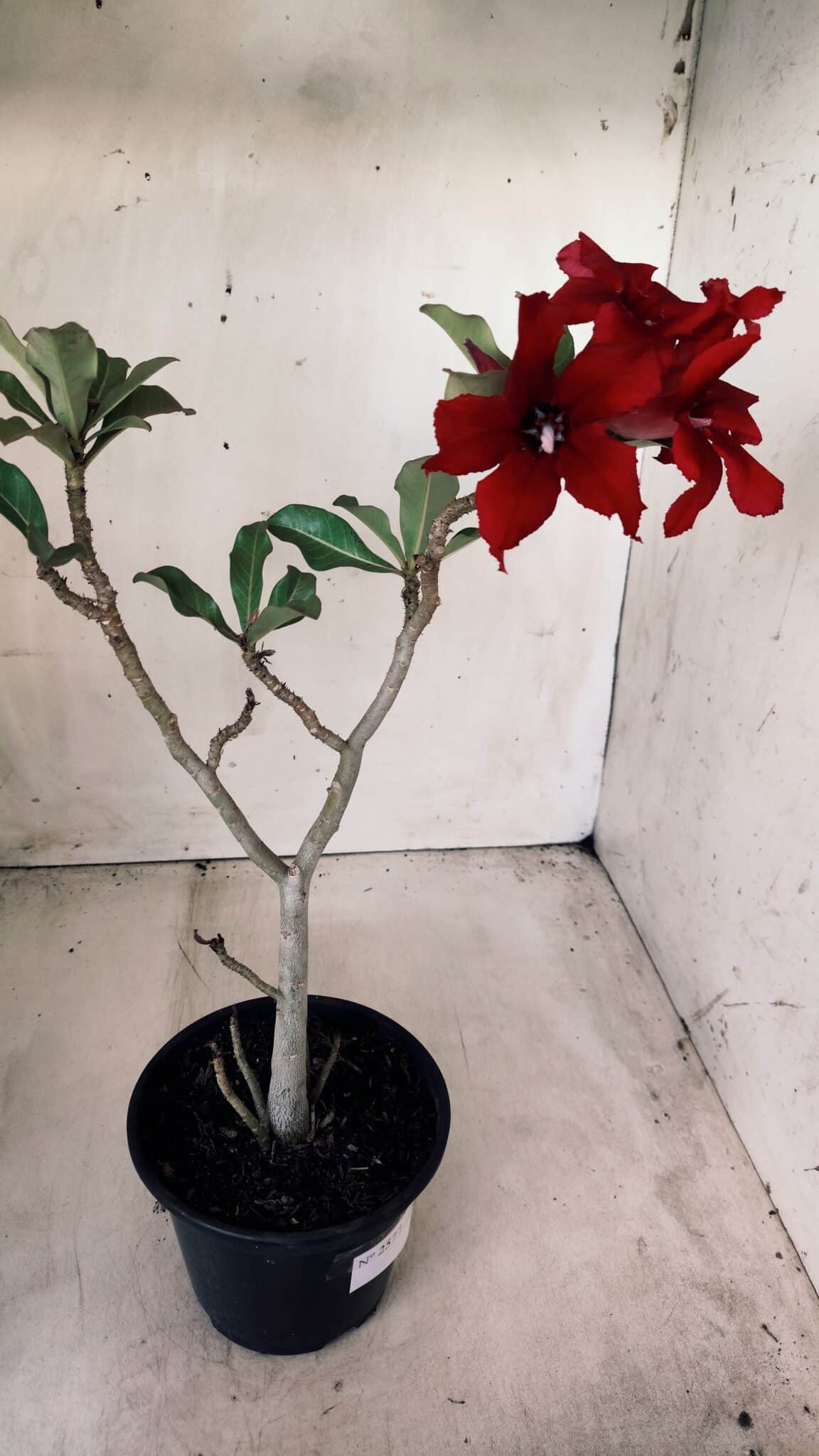 Planta Simples 2577 – 30cm – 02 anos