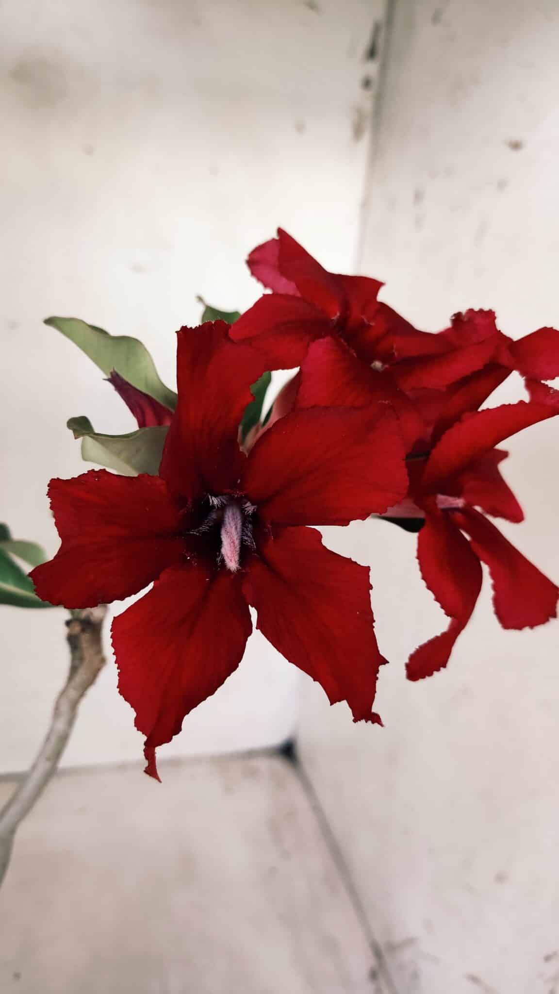 Planta Simples 2577 – 30cm – 02 anos