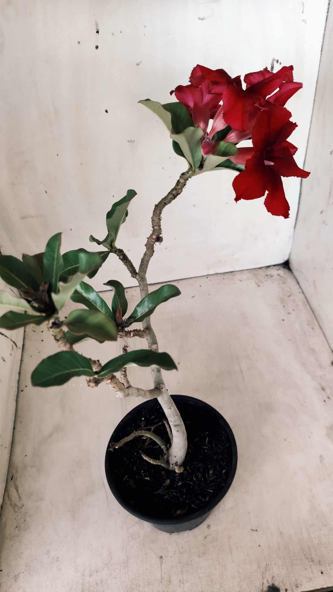 Planta Simples 2577 – 30cm – 02 anos