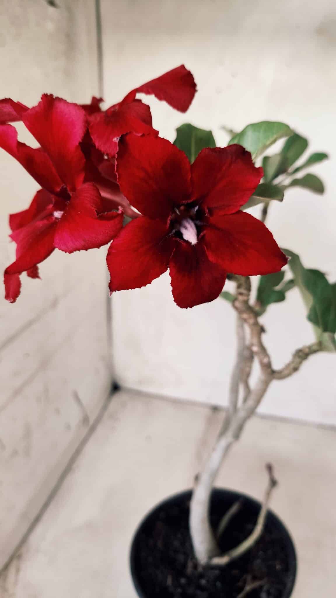 Planta Simples 2577 – 30cm – 02 anos