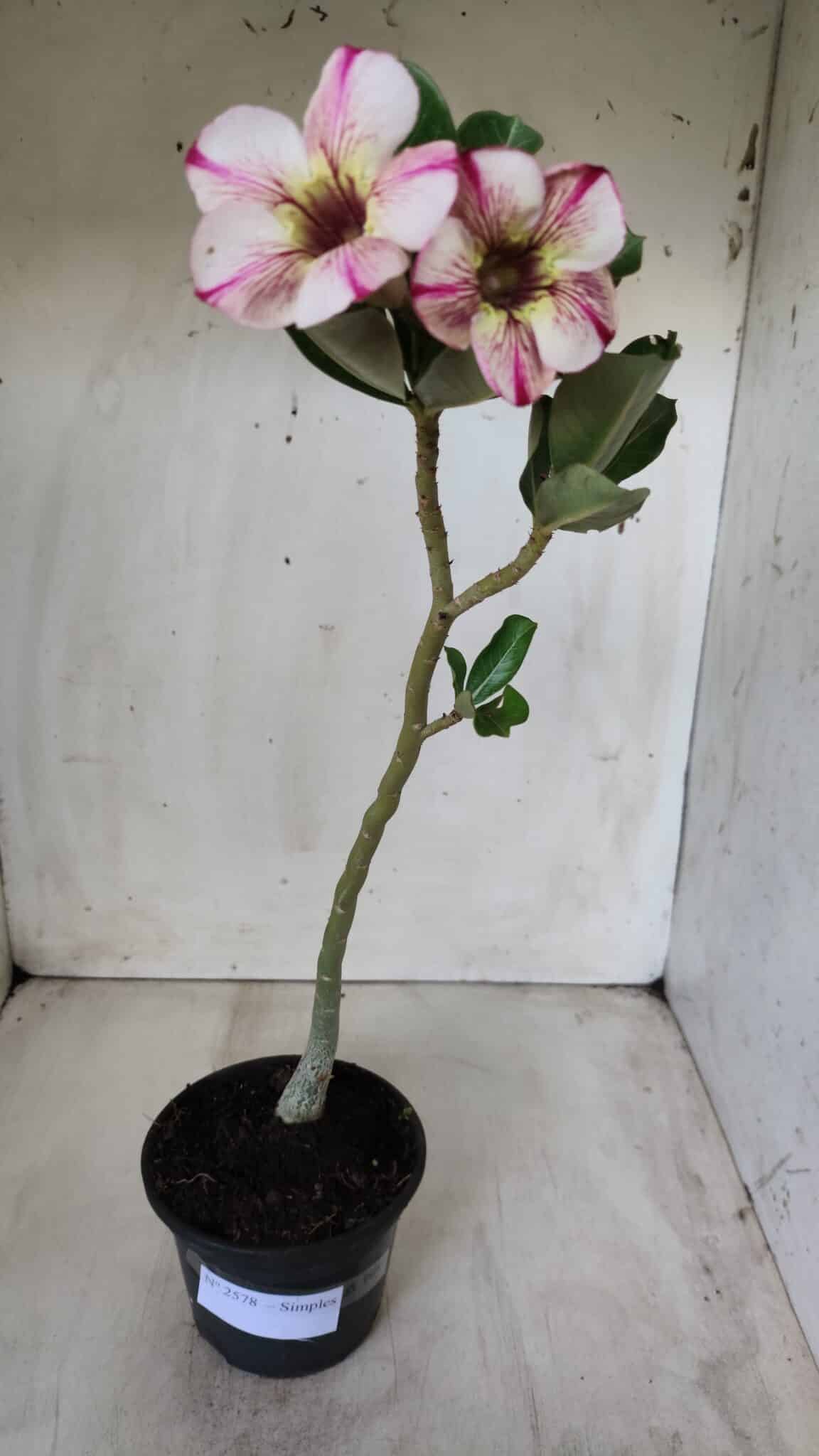 Planta Simples 2578 – 30cm – 02 anos