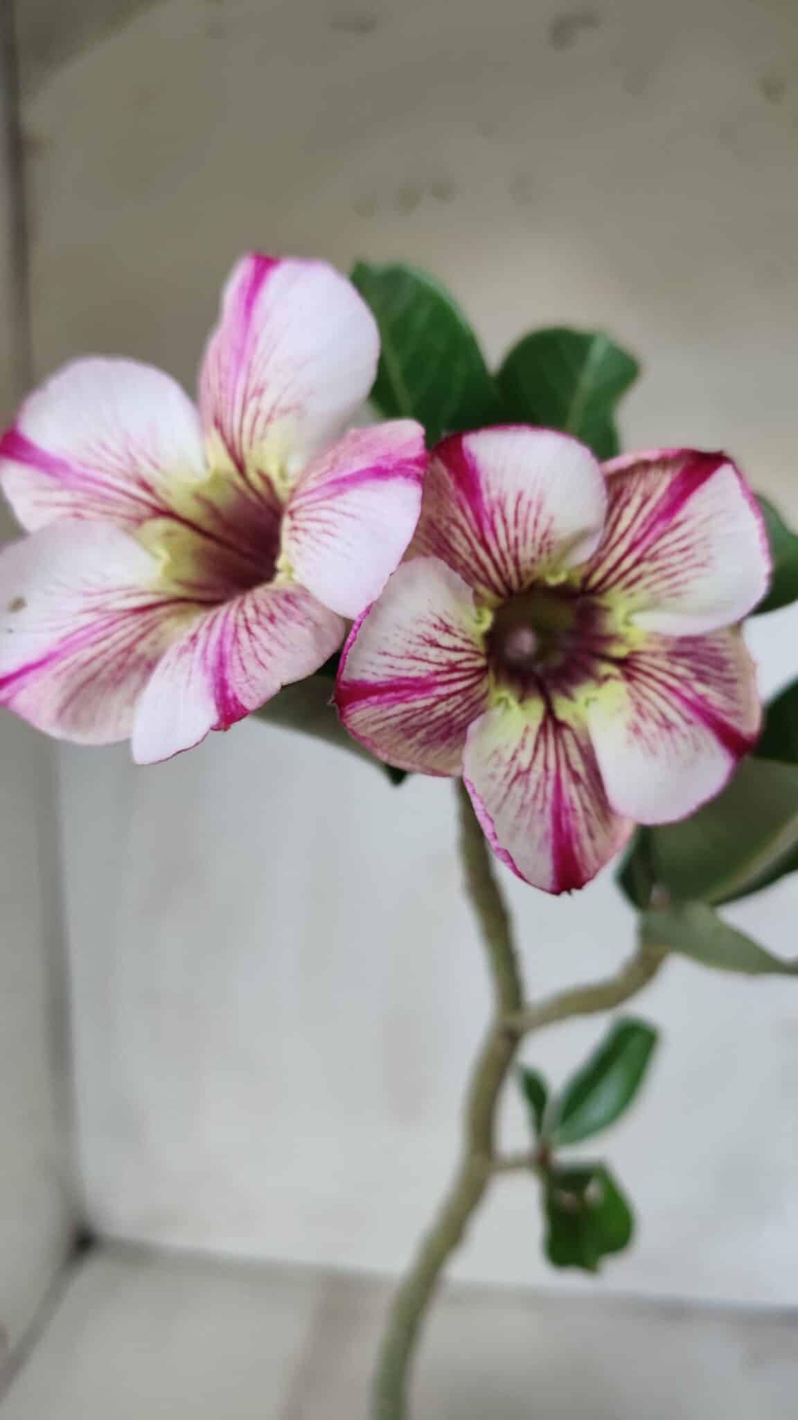 Planta Simples 2578 – 30cm – 02 anos