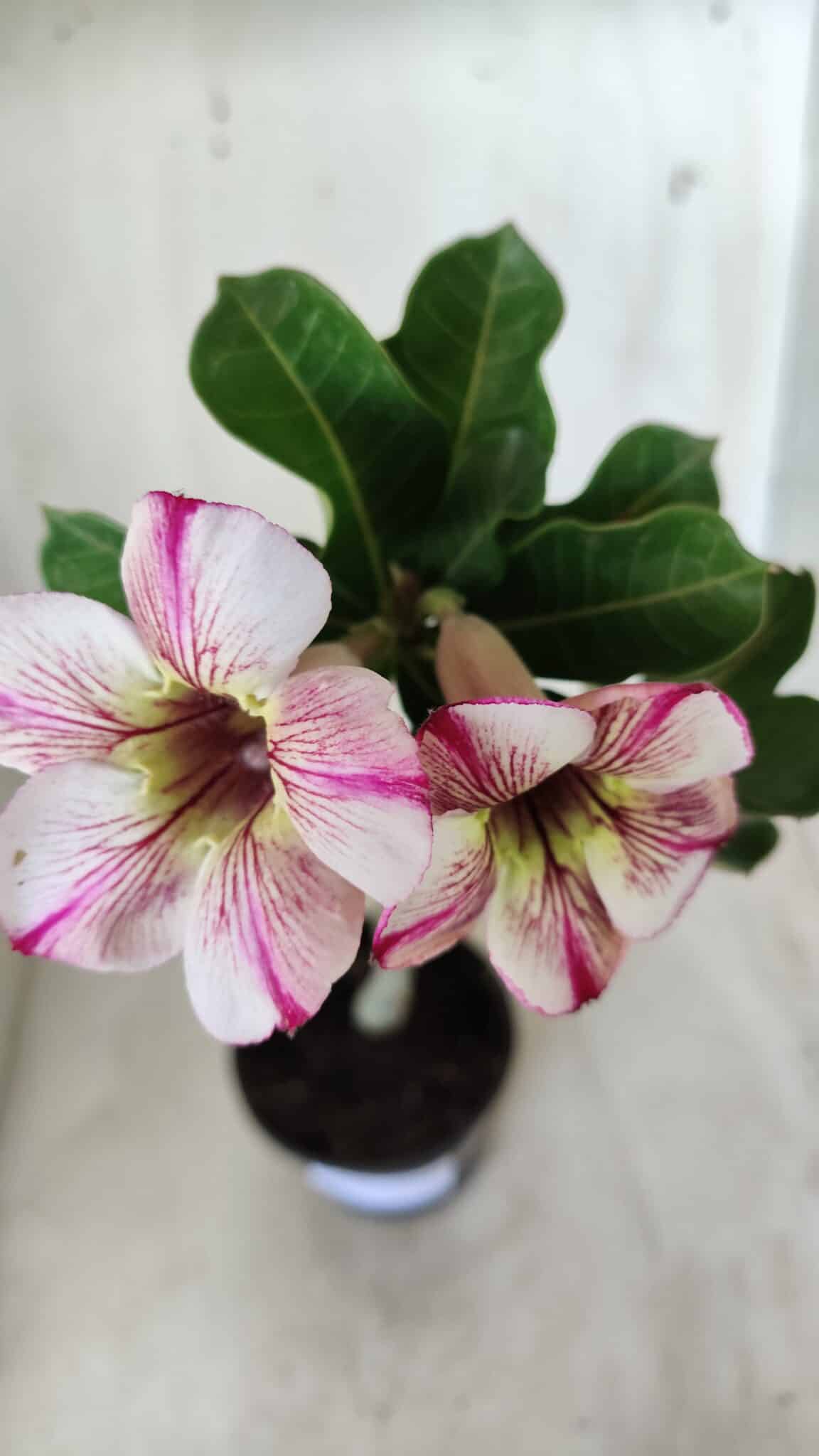 Planta Simples 2578 – 30cm – 02 anos