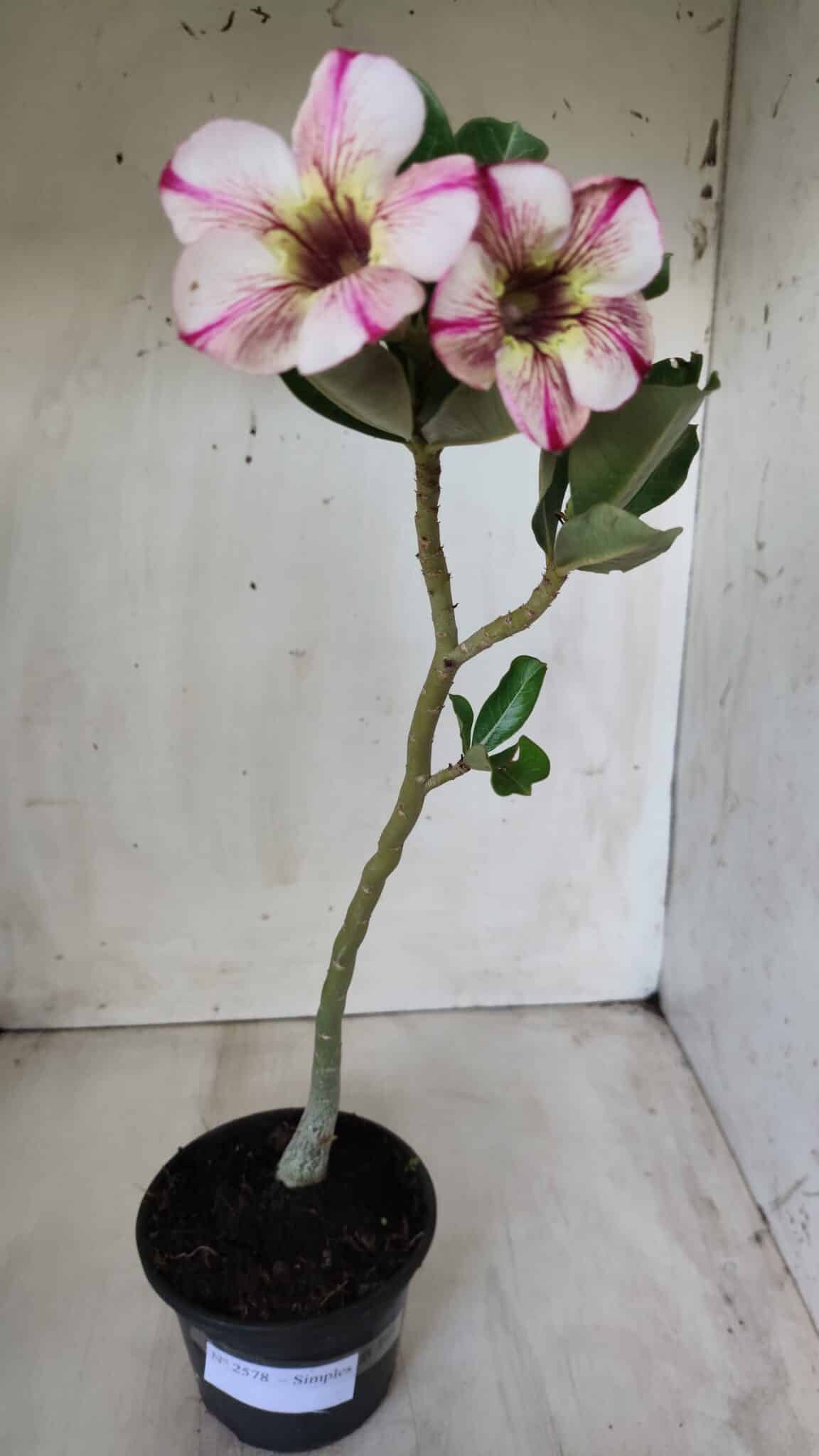 Planta Simples 2578 – 30cm – 02 anos
