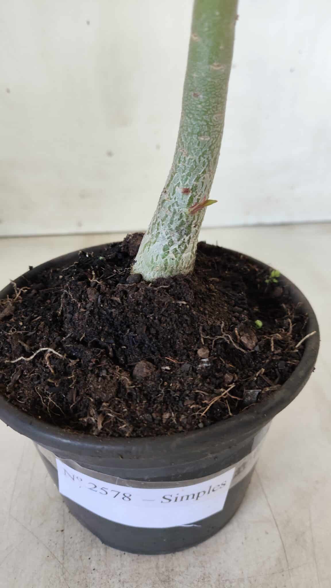 Planta Simples 2578 – 30cm – 02 anos
