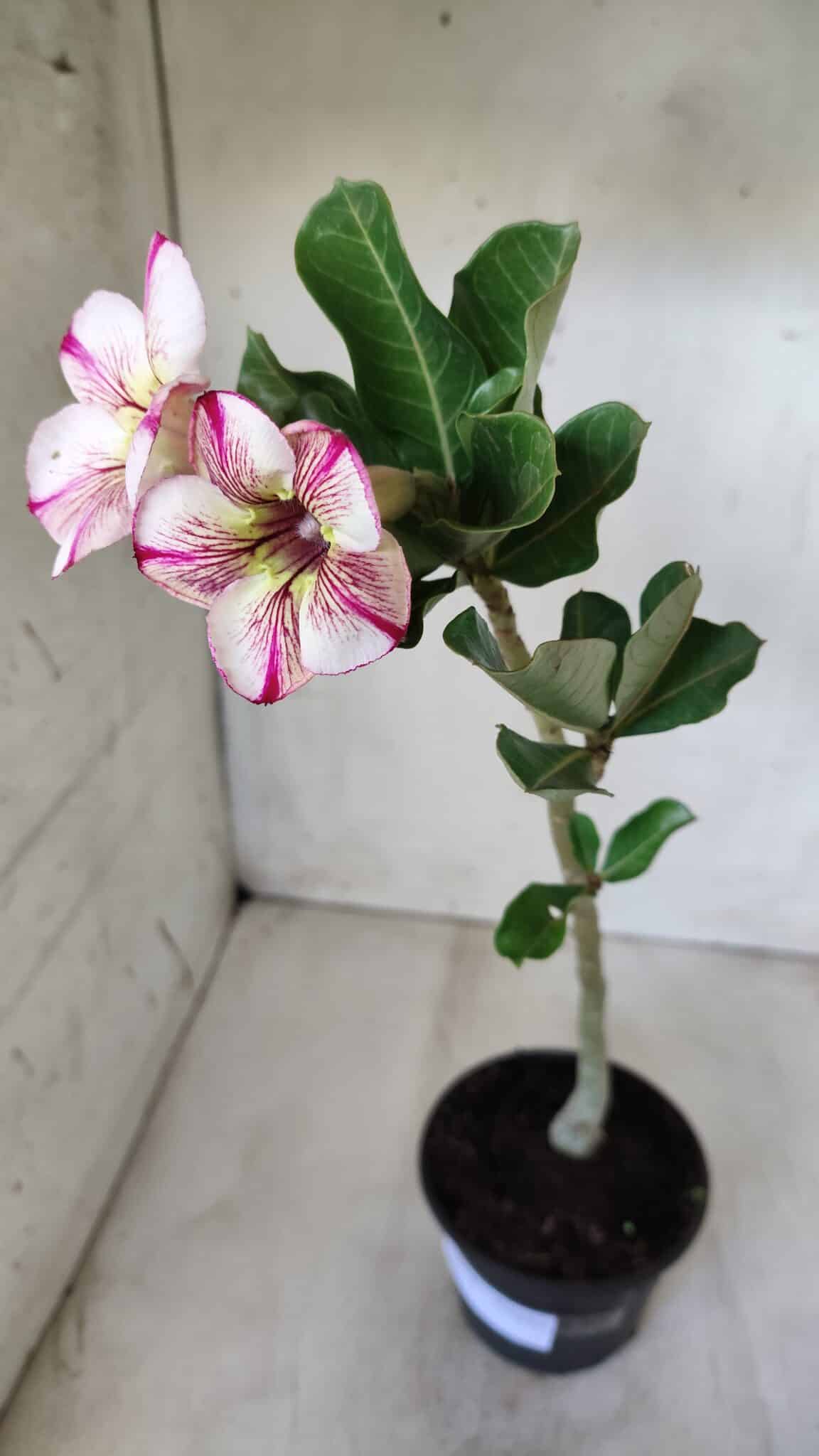 Planta Simples 2578 – 30cm – 02 anos