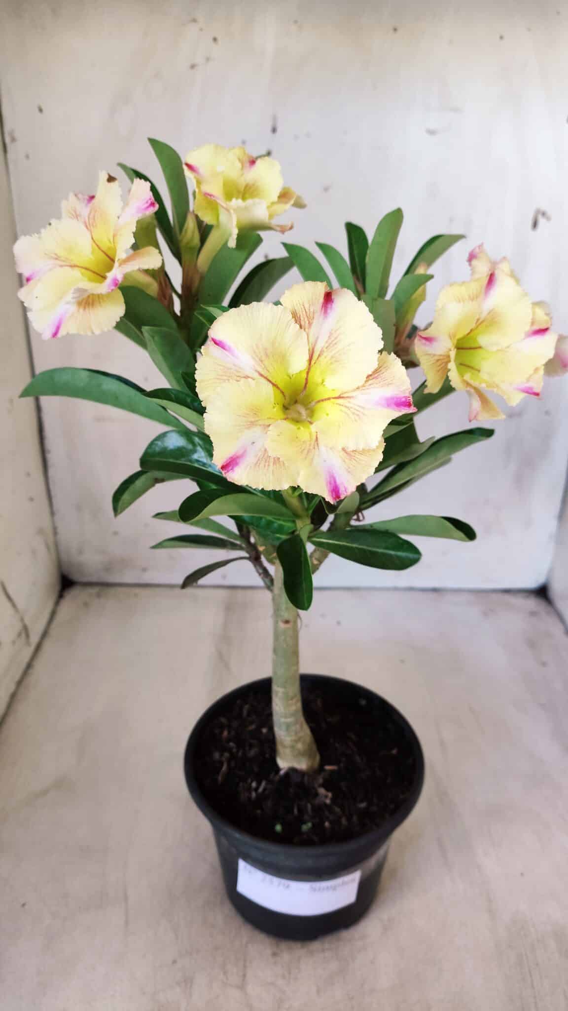 Planta Simples 2579 – 28cm – 02 anos