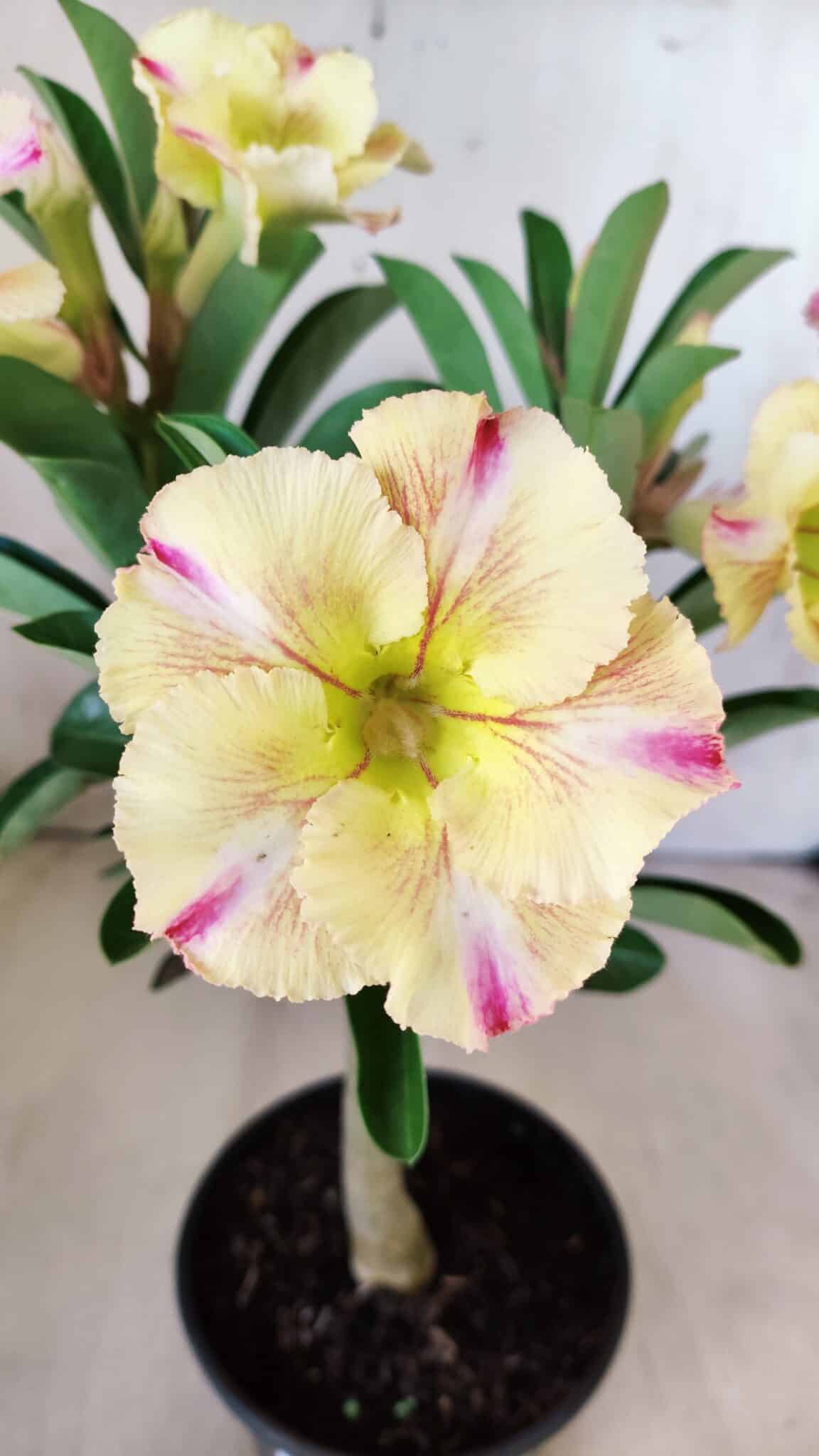 Planta Simples 2579 – 28cm – 02 anos