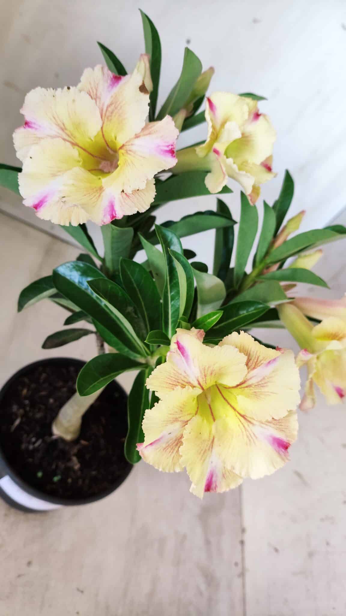 Planta Simples 2579 – 28cm – 02 anos