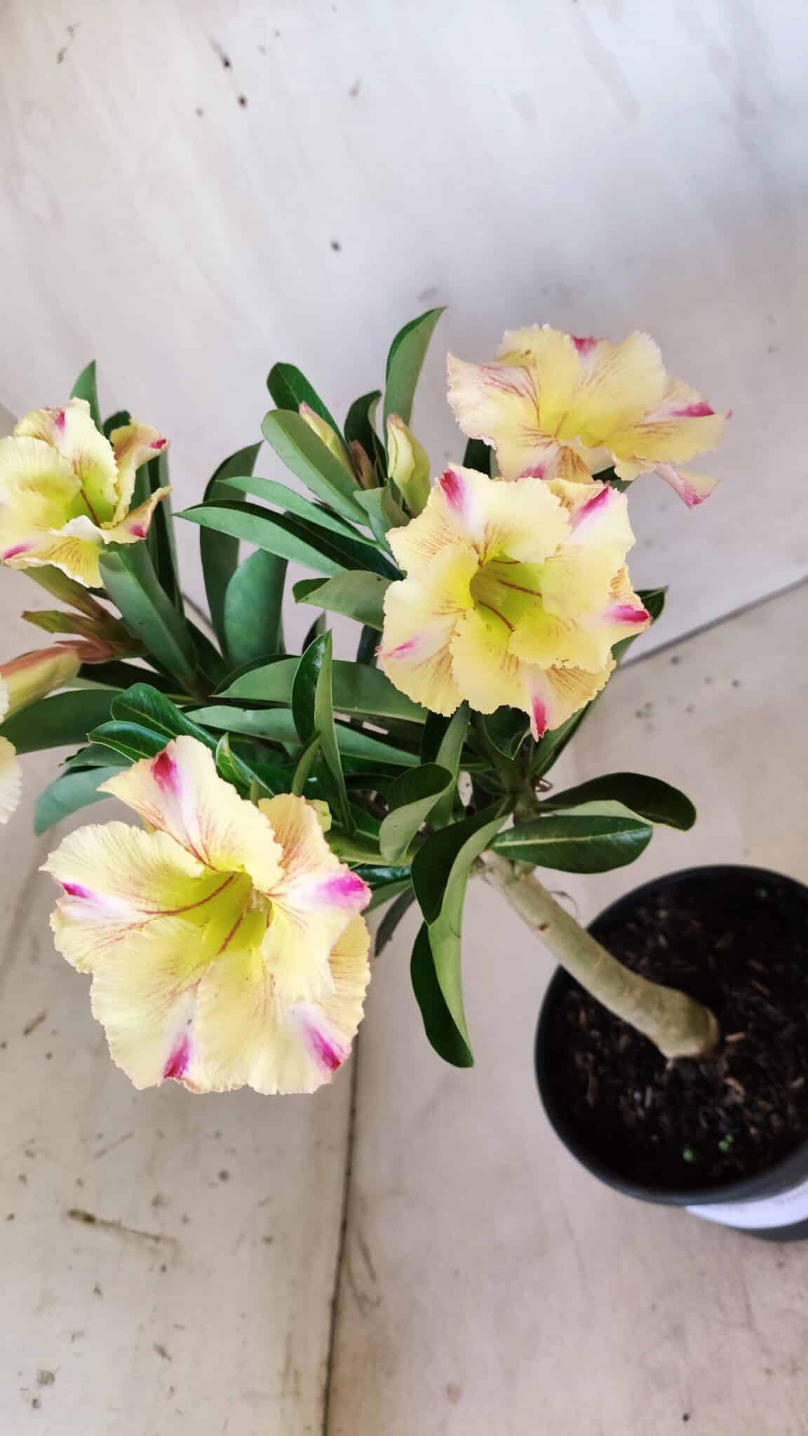 Planta Simples 2579 – 28cm – 02 anos