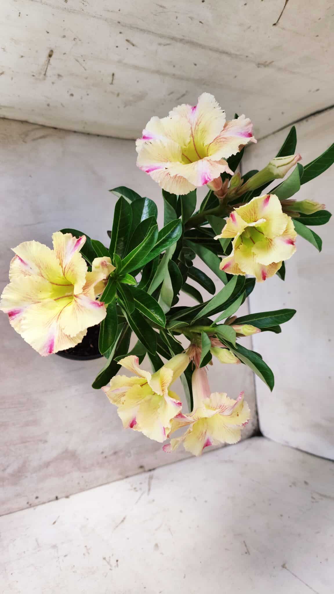 Planta Simples 2579 – 28cm – 02 anos