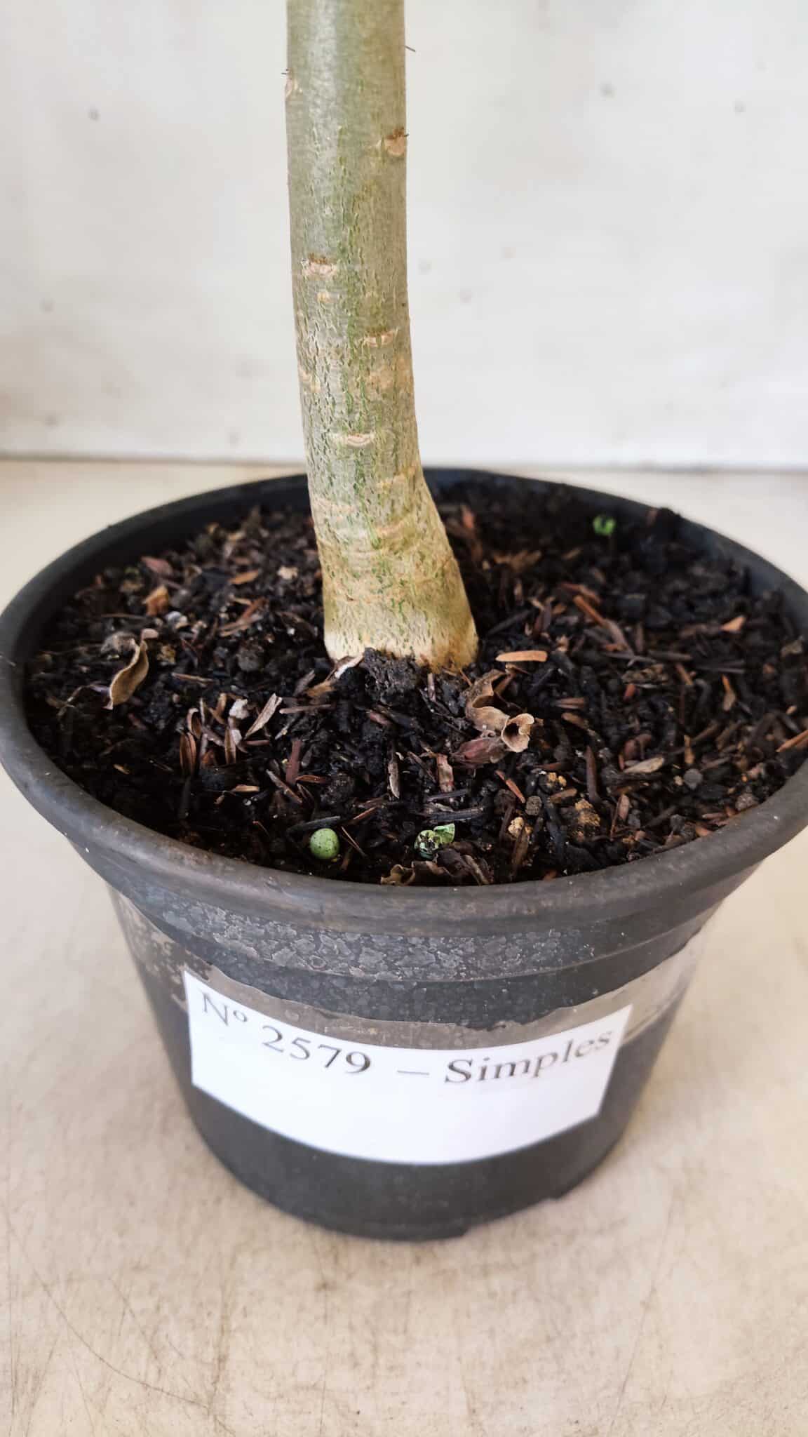 Planta Simples 2579 – 28cm – 02 anos