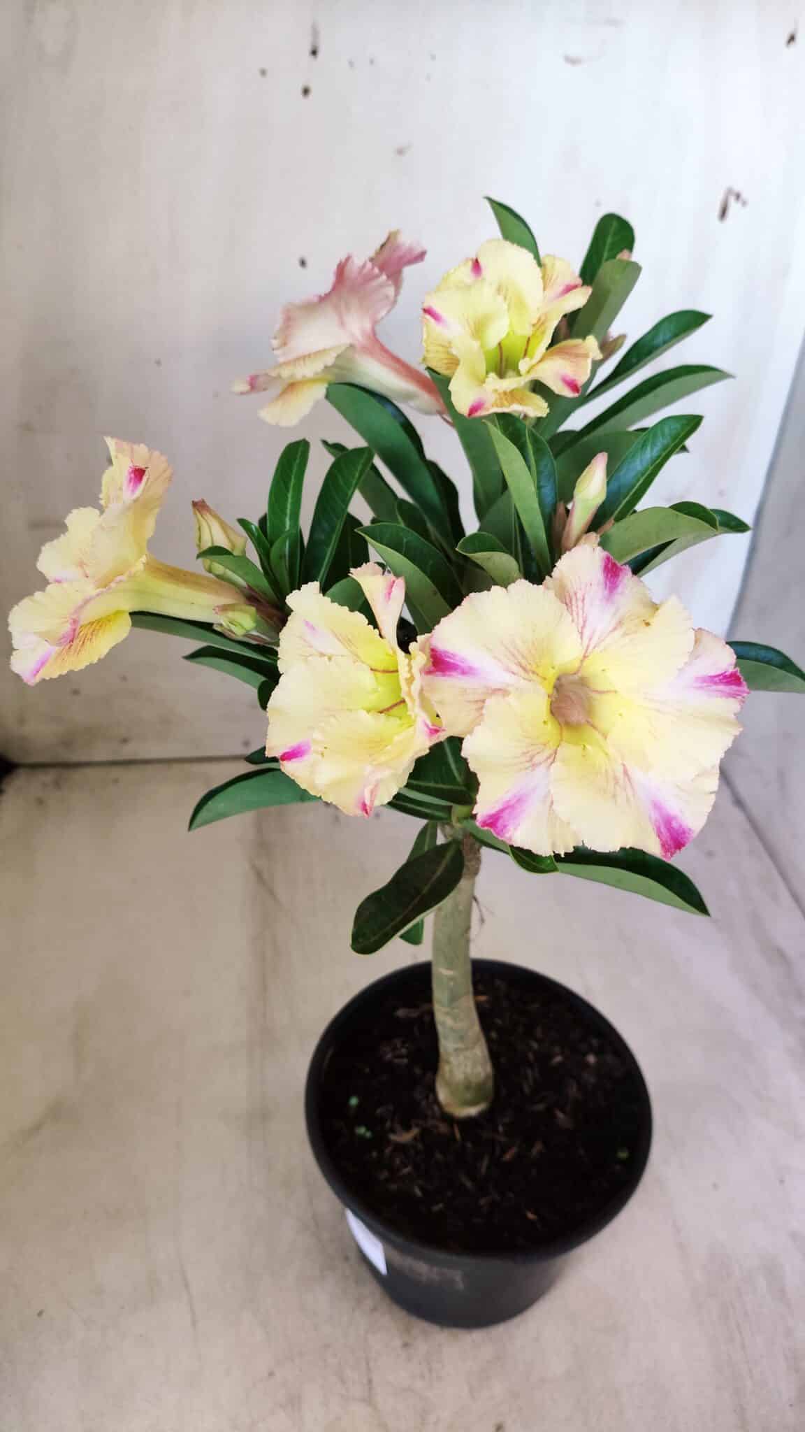 Planta Simples 2579 – 28cm – 02 anos