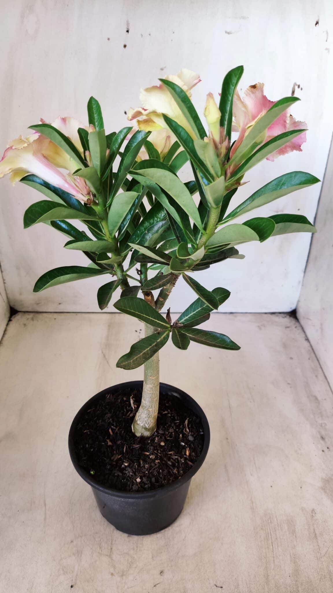 Planta Simples 2579 – 28cm – 02 anos