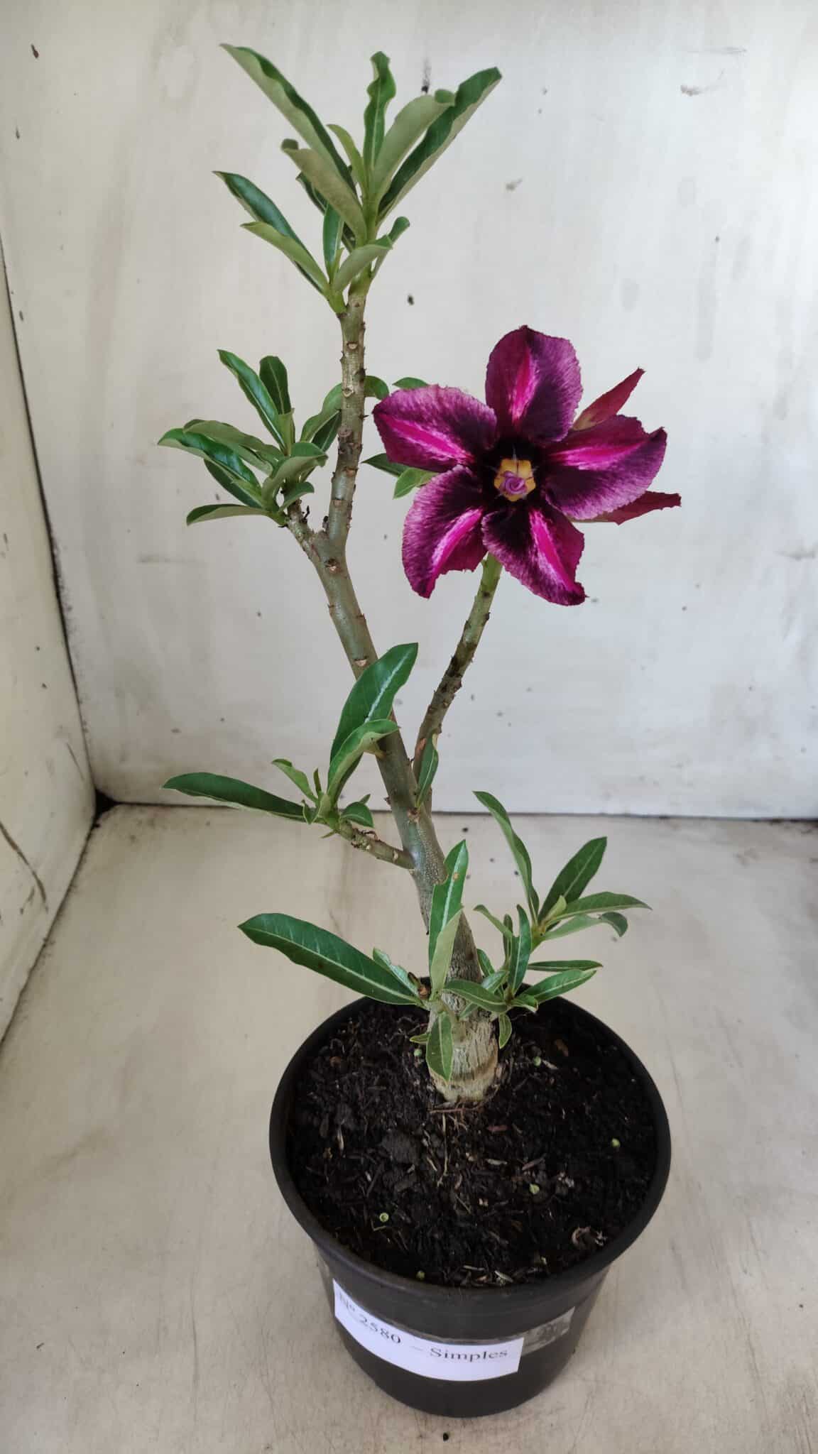 Planta Simples 2580 – 30cm – 02 anos
