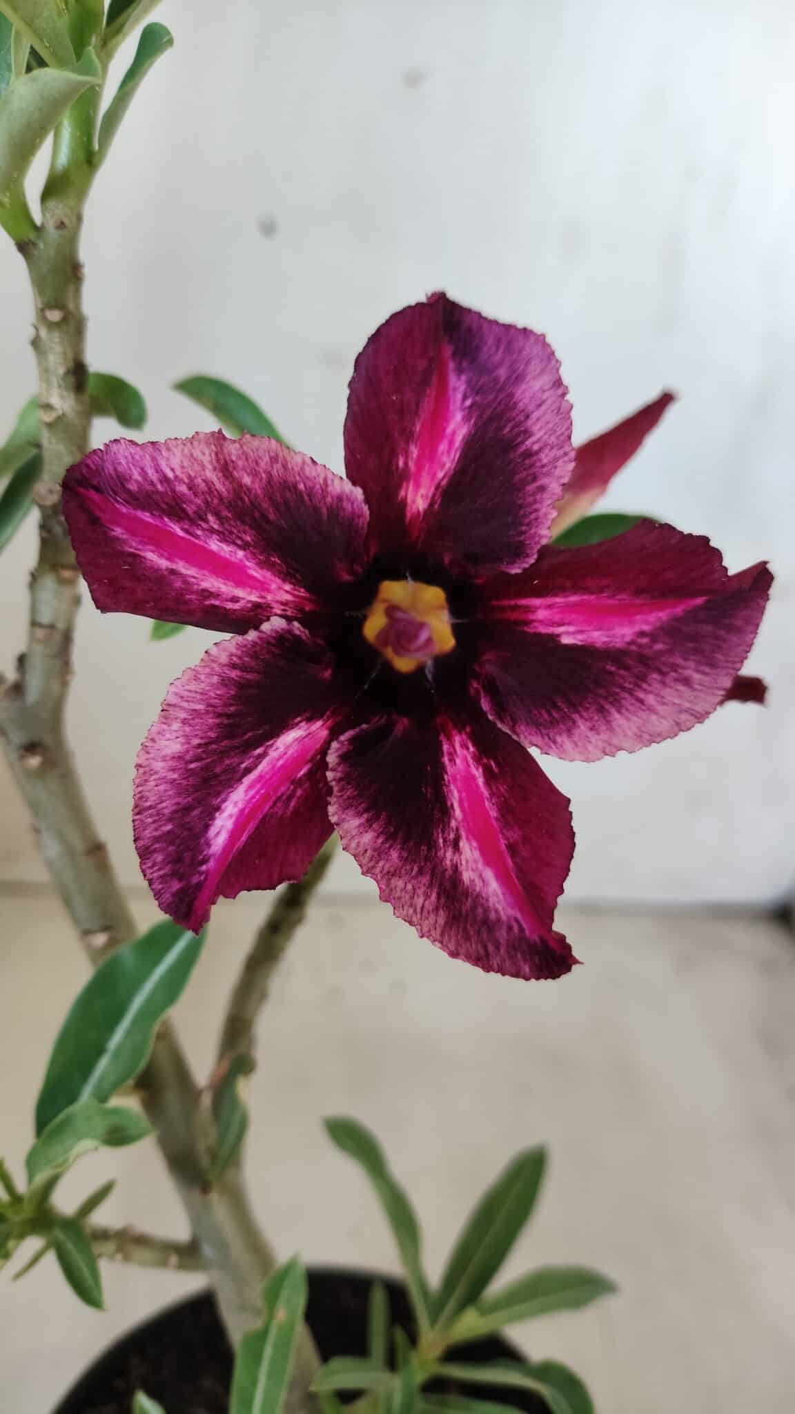 Planta Simples 2580 – 30cm – 02 anos