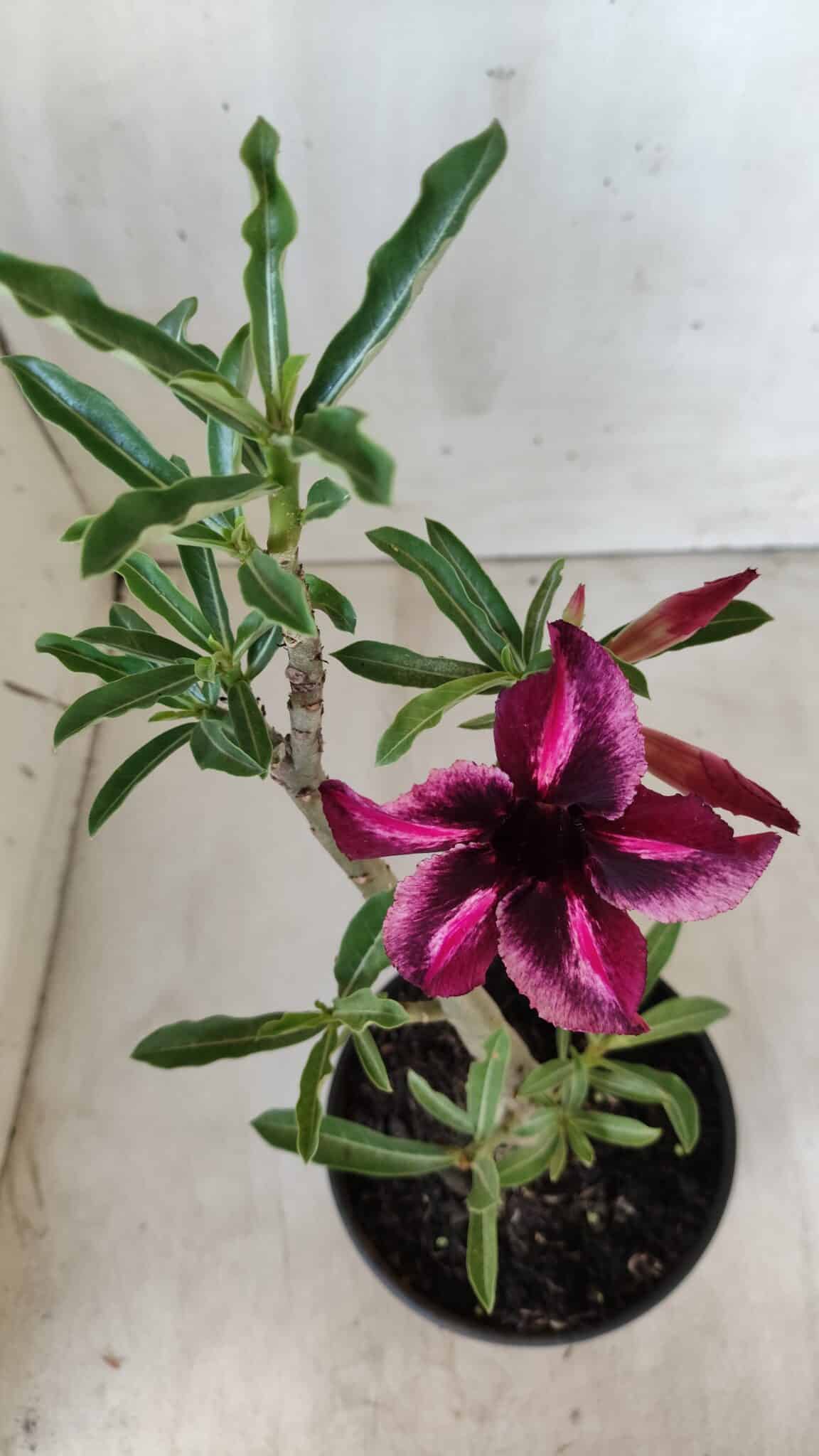 Planta Simples 2580 – 30cm – 02 anos