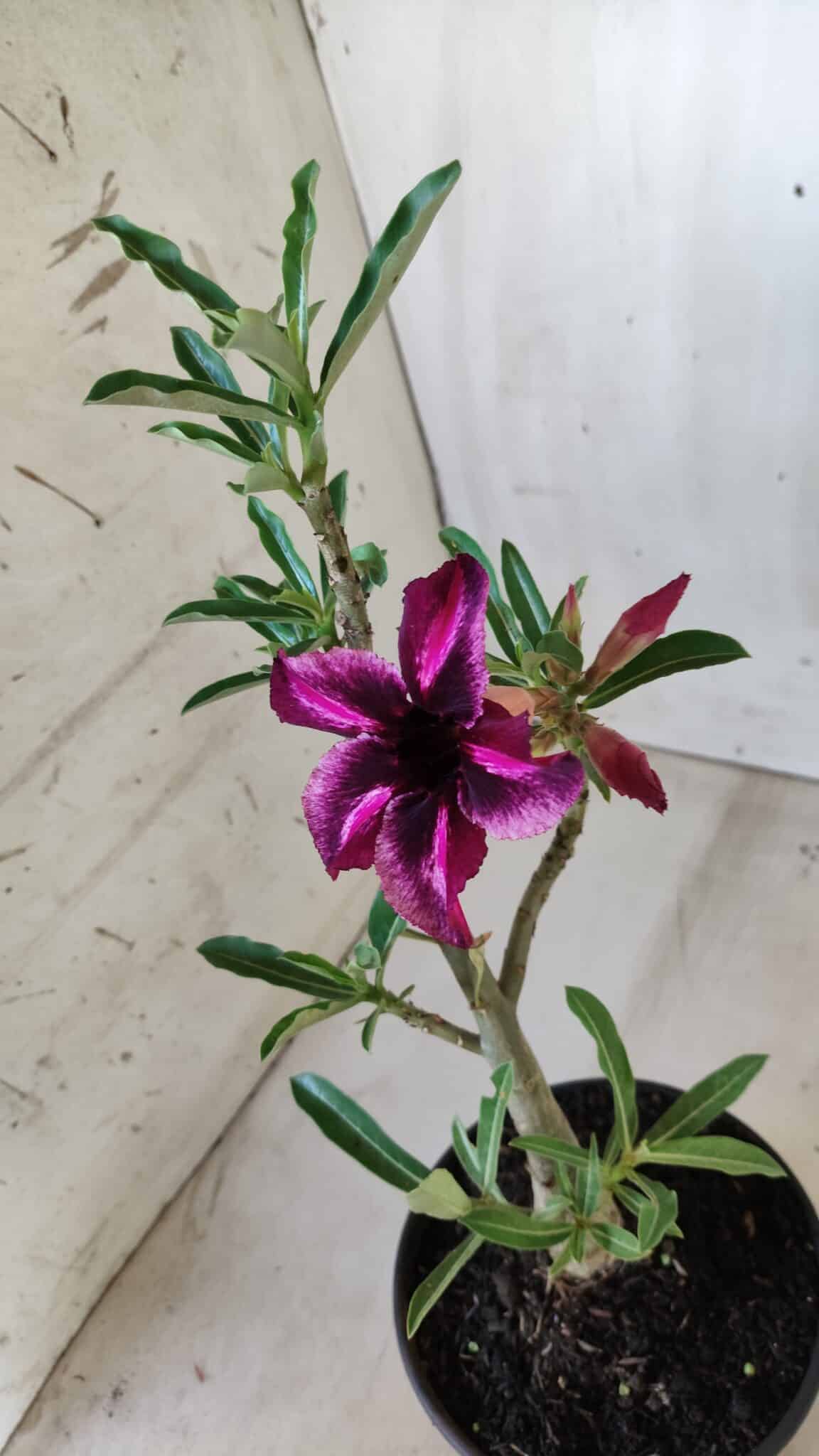 Planta Simples 2580 – 30cm – 02 anos