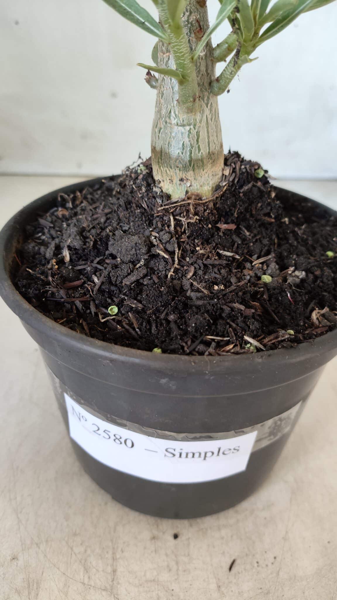 Planta Simples 2580 – 30cm – 02 anos