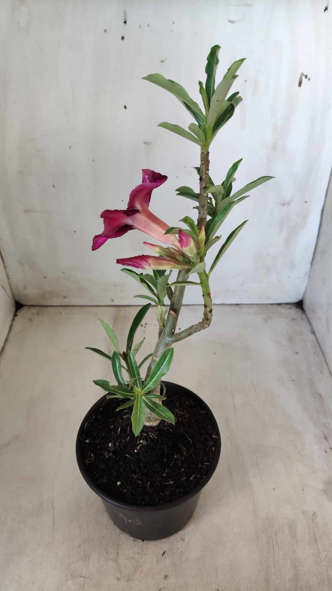 Planta Simples 2580 – 30cm – 02 anos