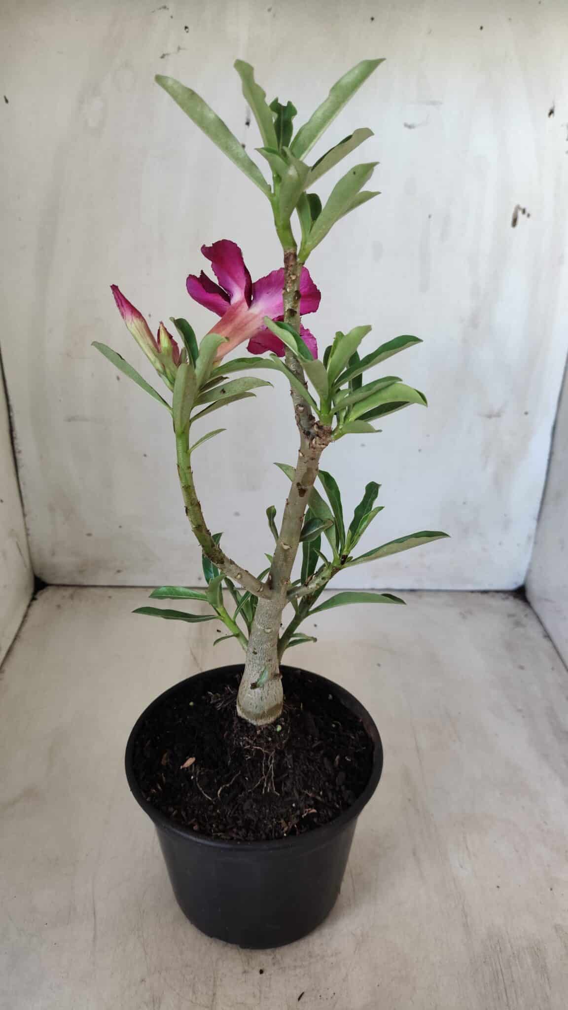 Planta Simples 2580 – 30cm – 02 anos