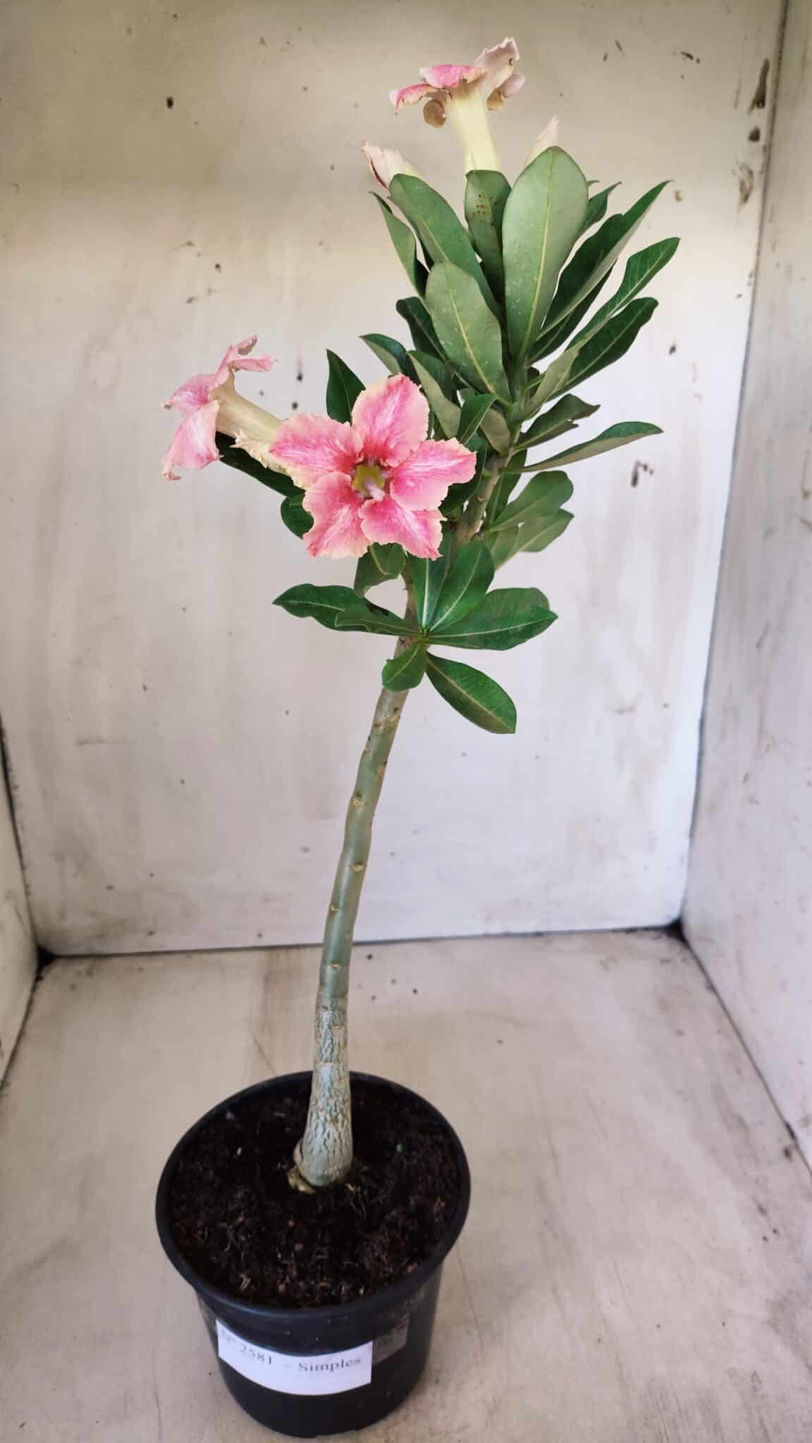 Planta Simples 2581 – 30cm – 02 anos