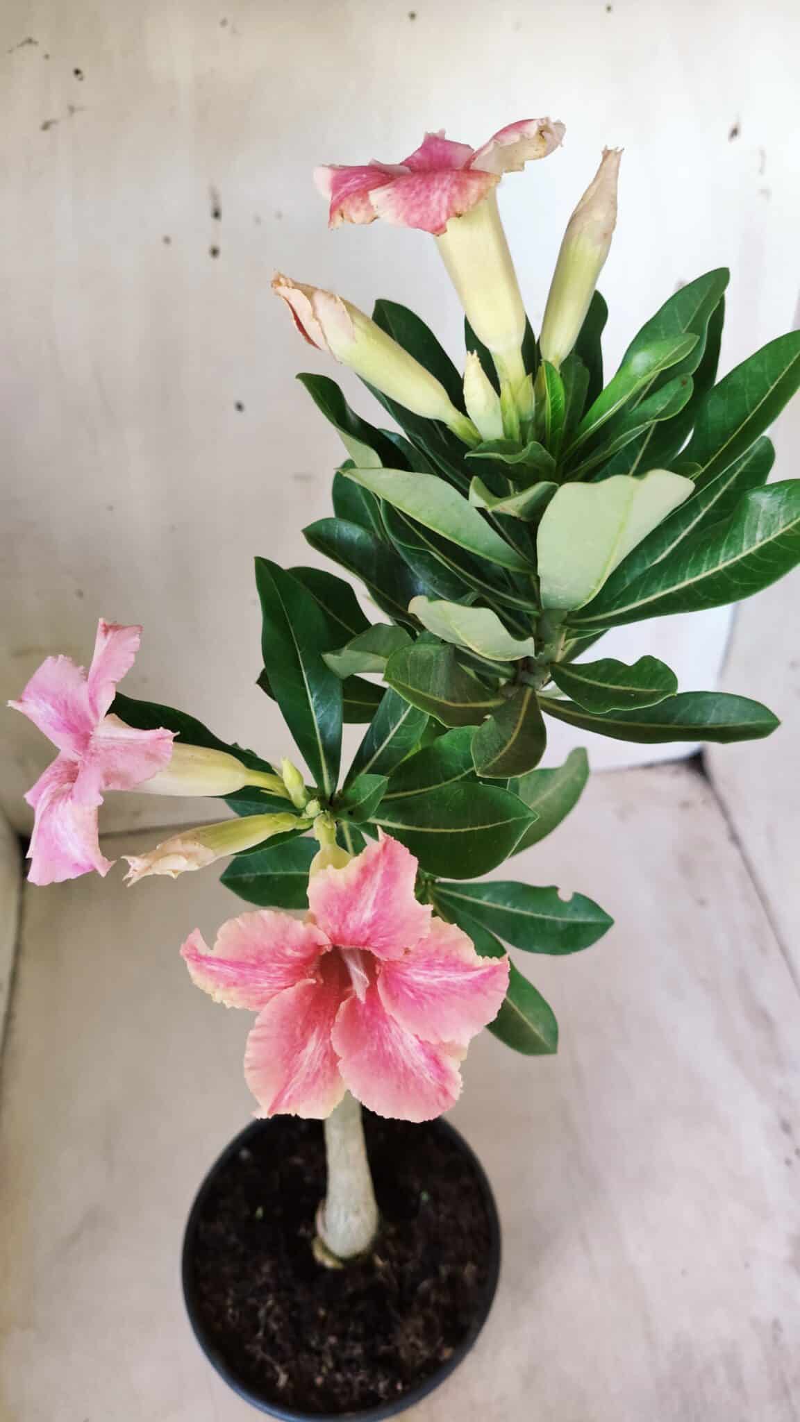 Planta Simples 2581 – 30cm – 02 anos