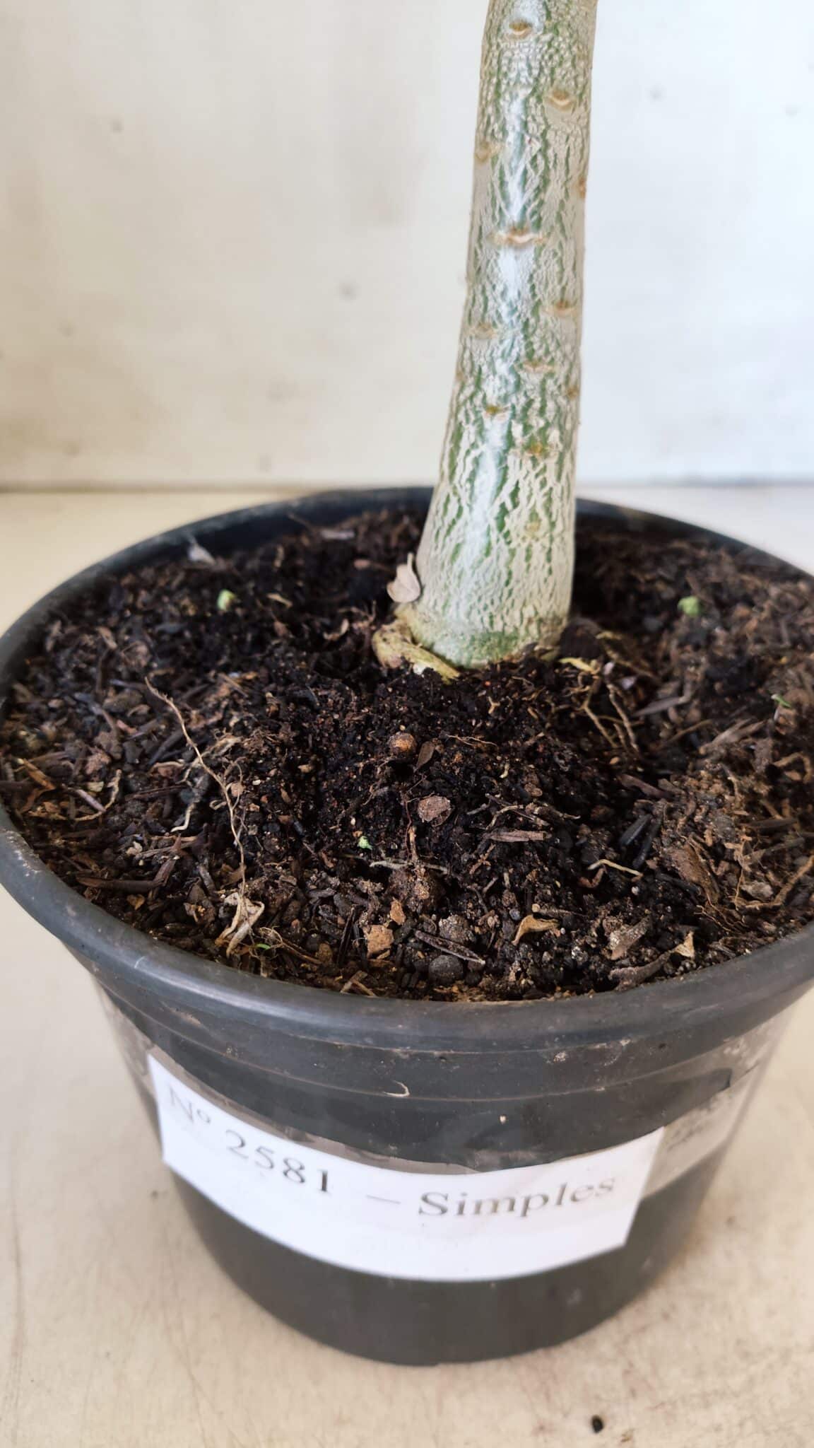 Planta Simples 2581 – 30cm – 02 anos
