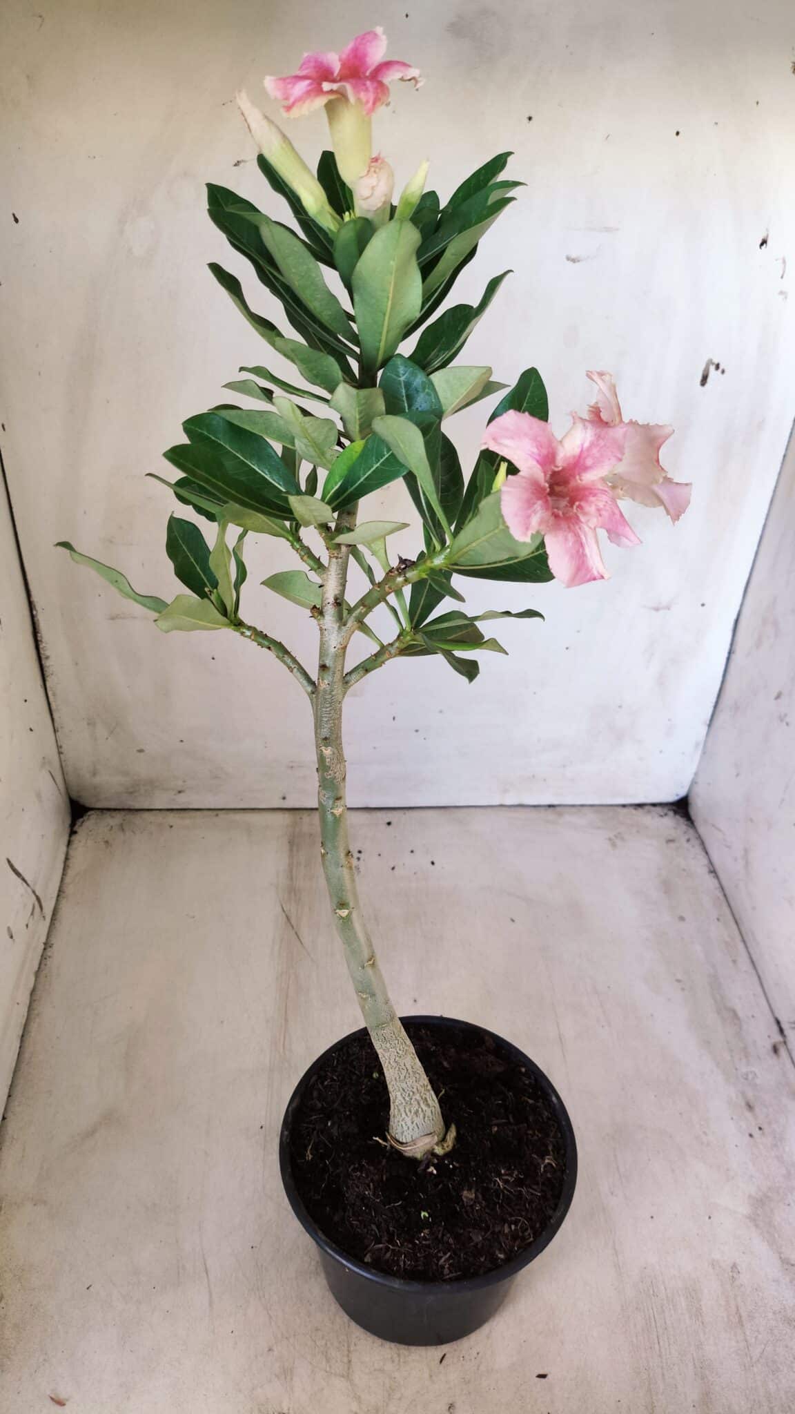 Planta Simples 2581 – 30cm – 02 anos