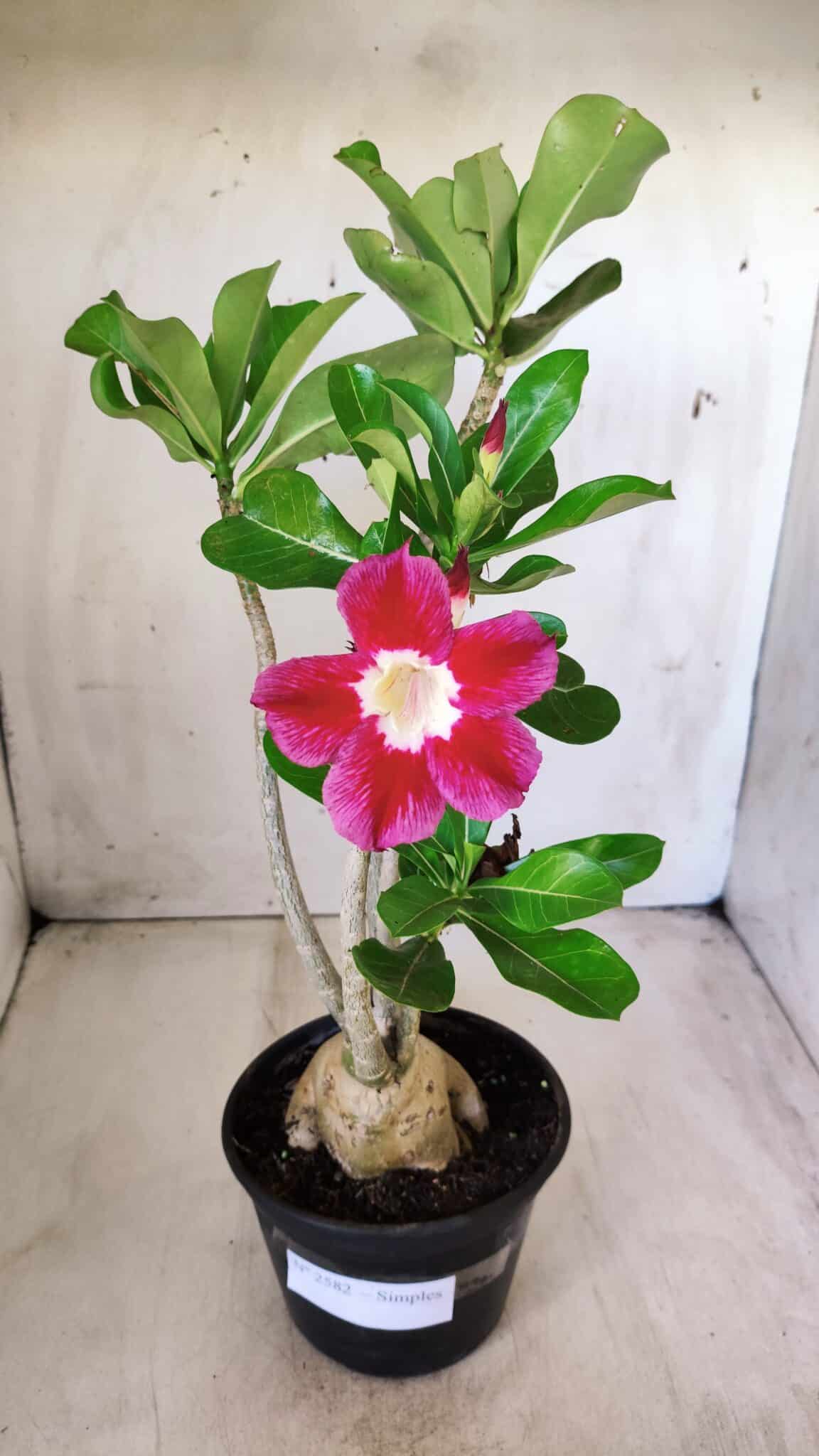 Planta Simples 2582 – 35cm – 03 anos