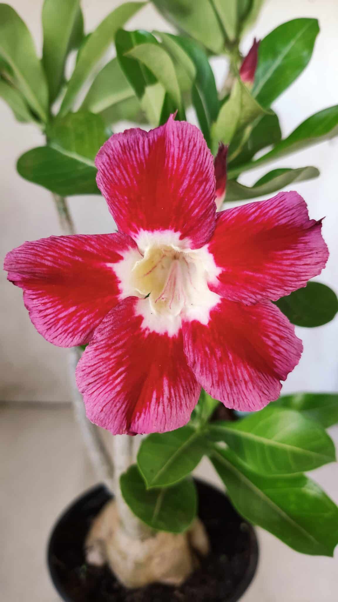 Planta Simples 2582 – 35cm – 03 anos