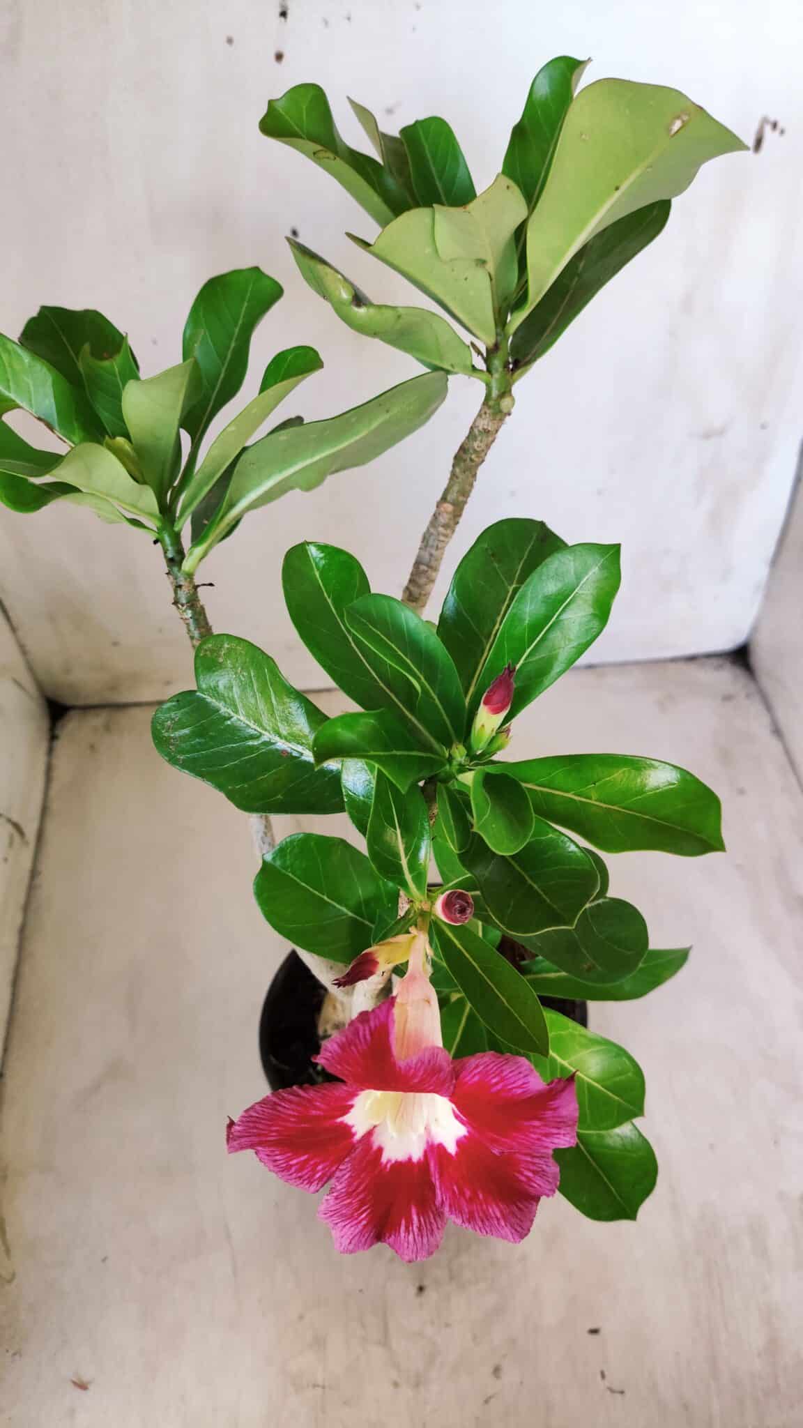 Planta Simples 2582 – 35cm – 03 anos