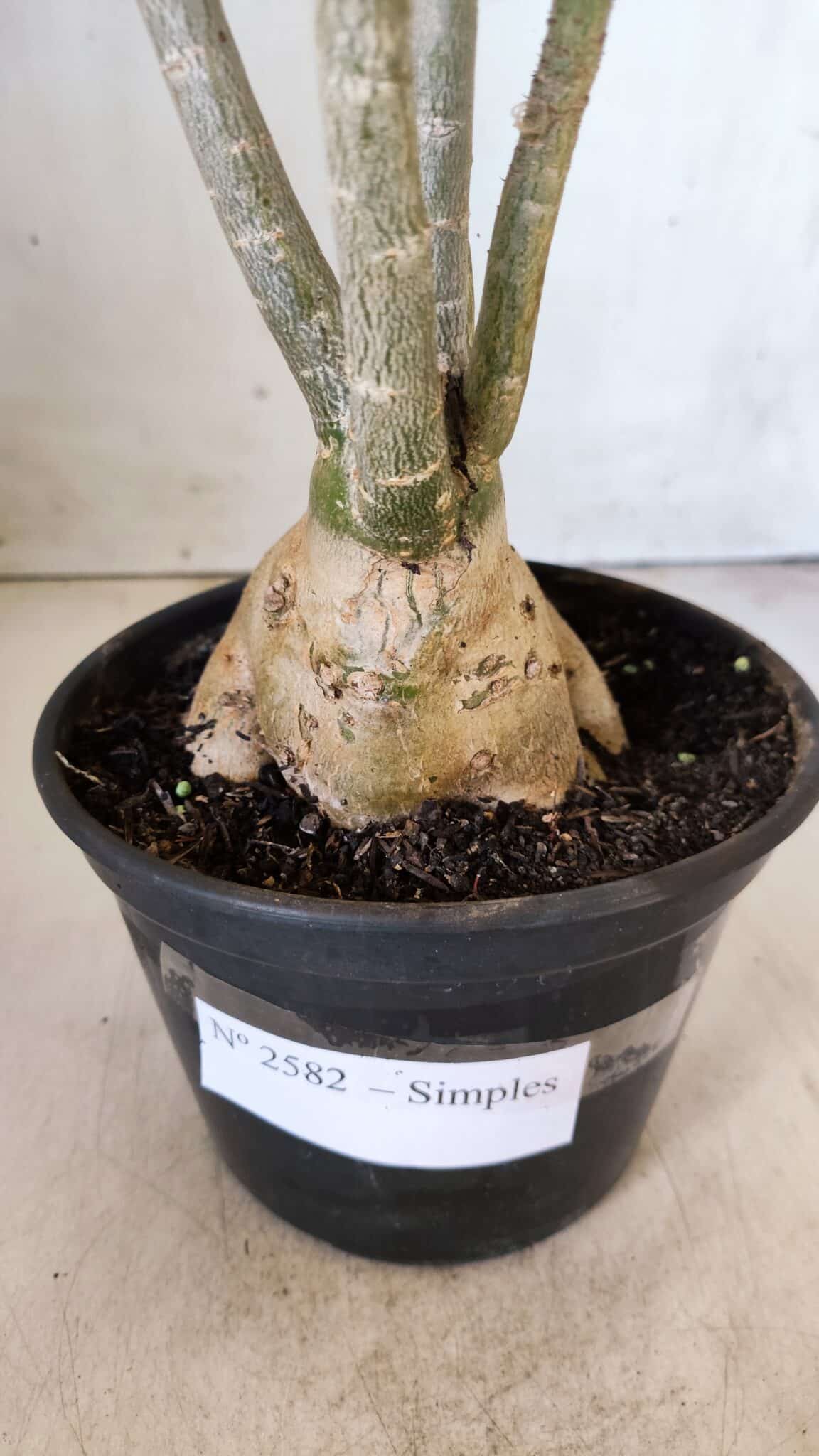 Planta Simples 2582 – 35cm – 03 anos