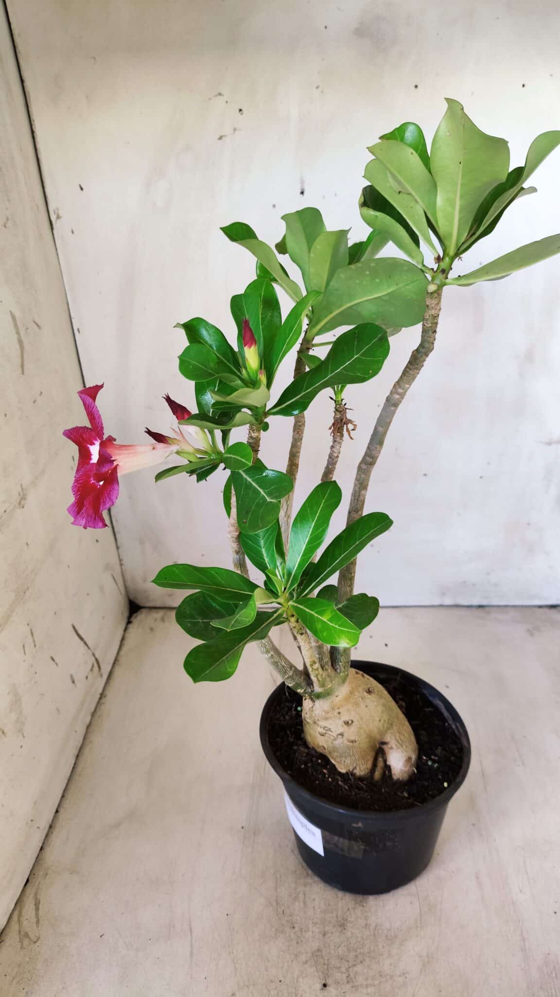 Planta Simples 2582 – 35cm – 03 anos