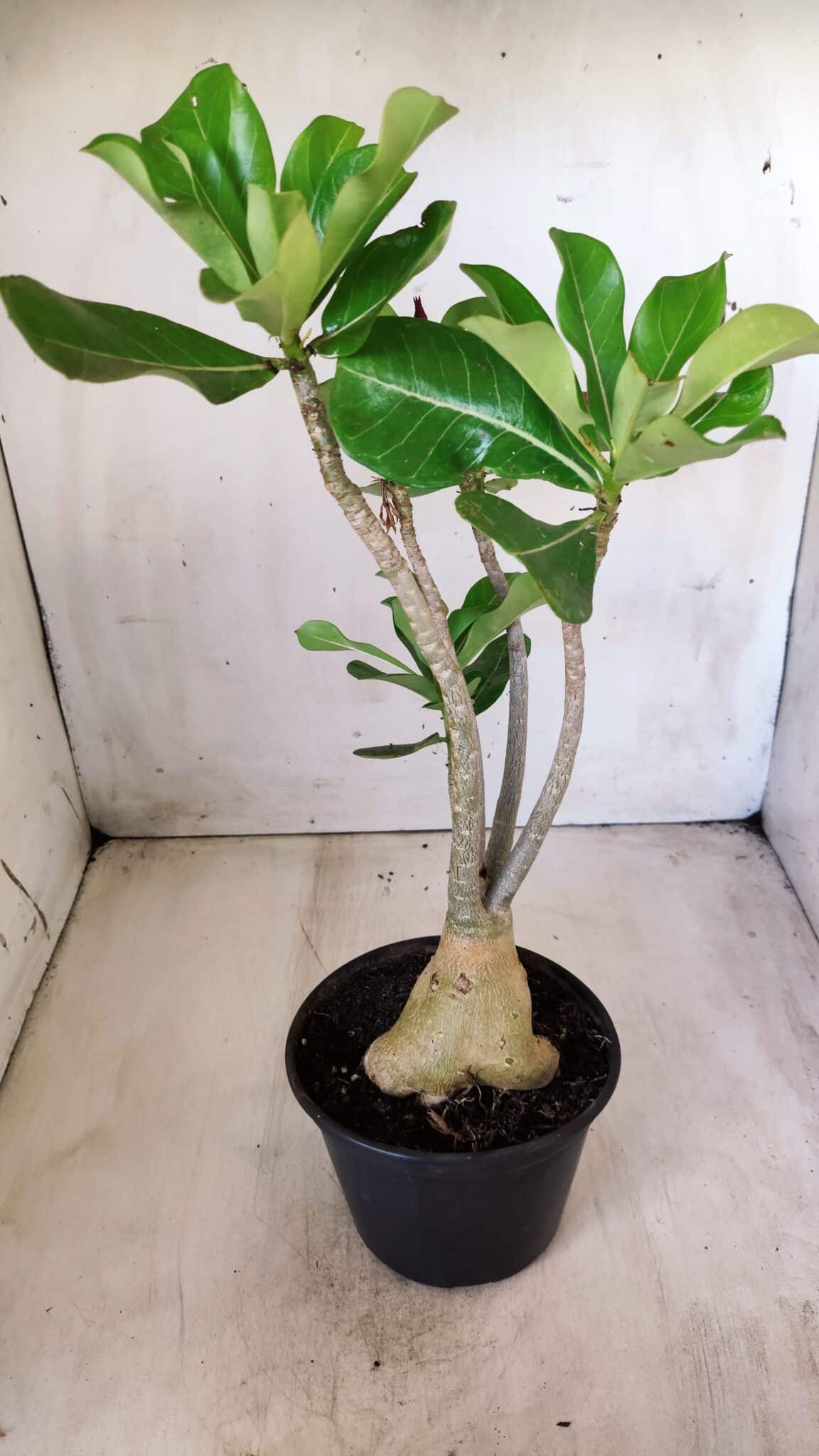 Planta Simples 2582 – 35cm – 03 anos