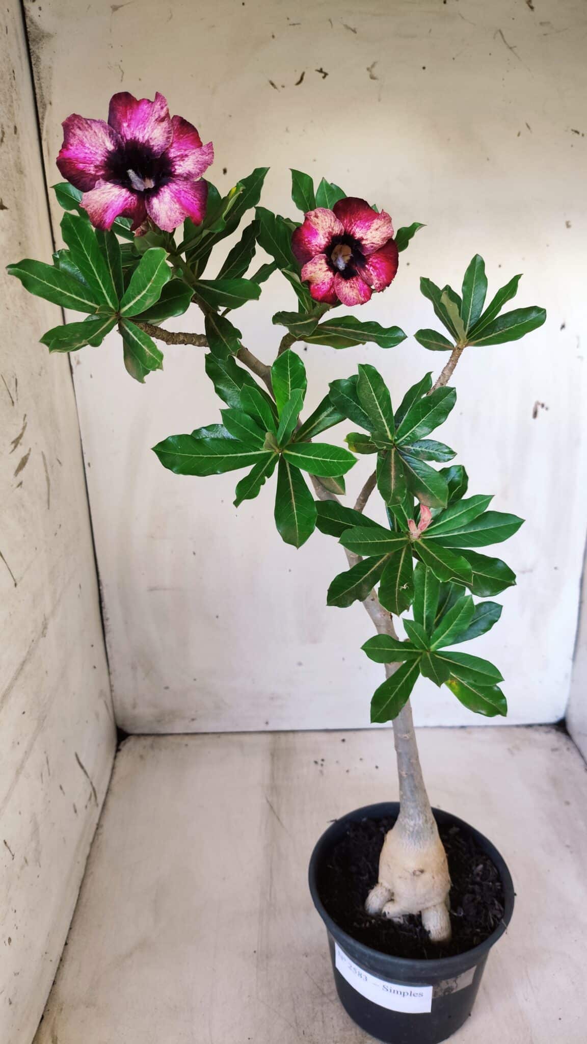Planta Simples 2583 – 40cm – 03 anos