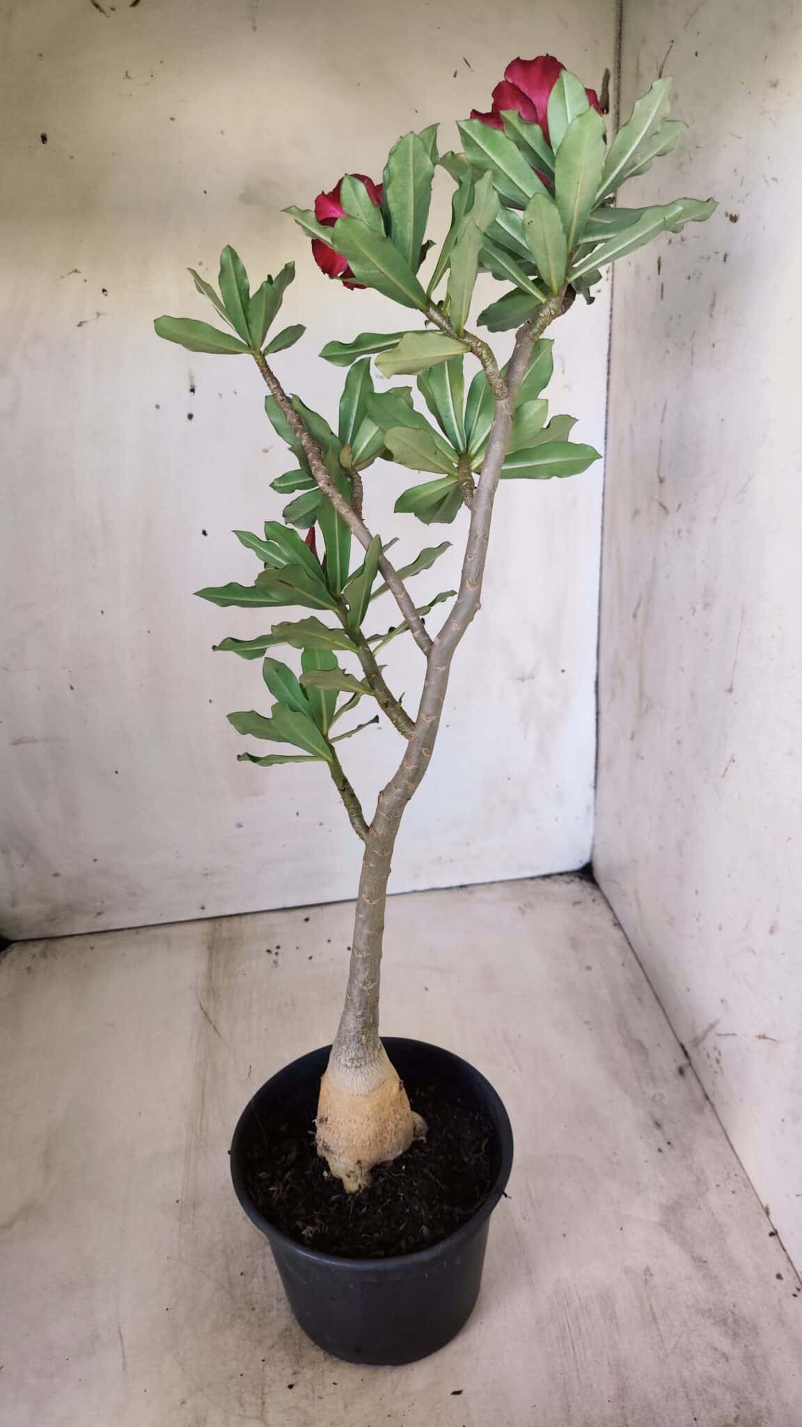 Planta Simples 2583 – 40cm – 03 anos