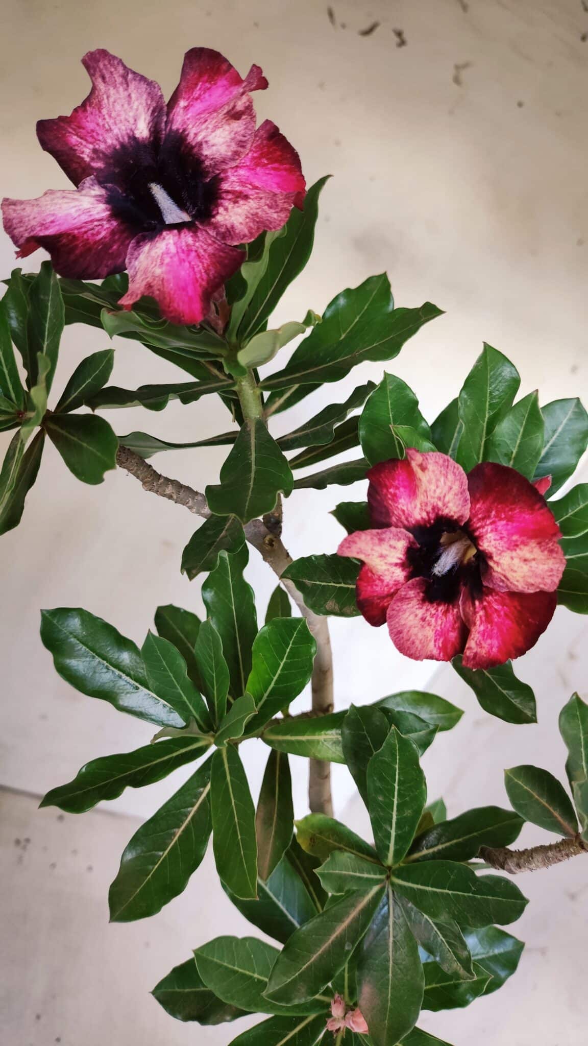 Planta Simples 2583 – 40cm – 03 anos