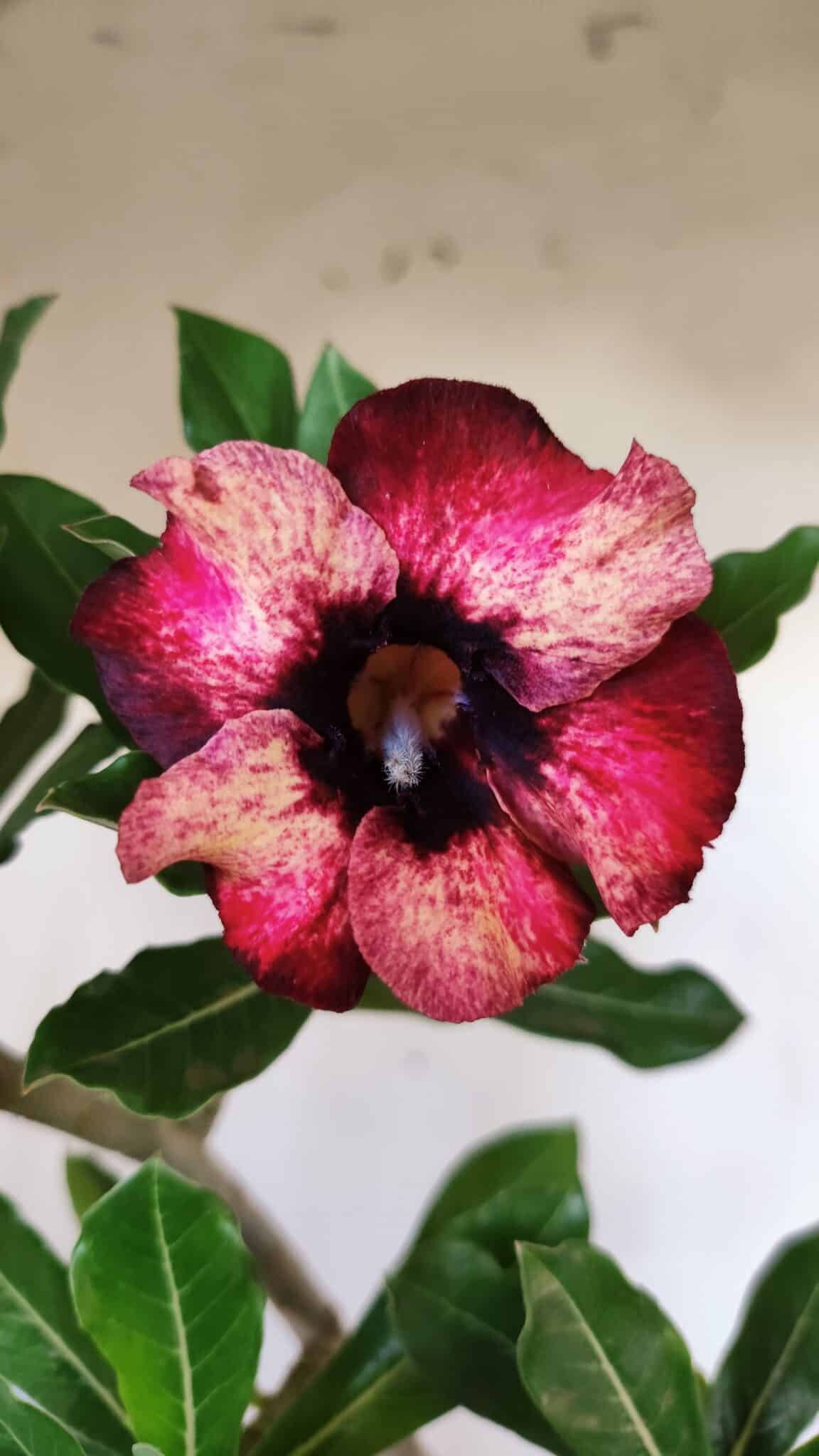 Planta Simples 2583 – 40cm – 03 anos