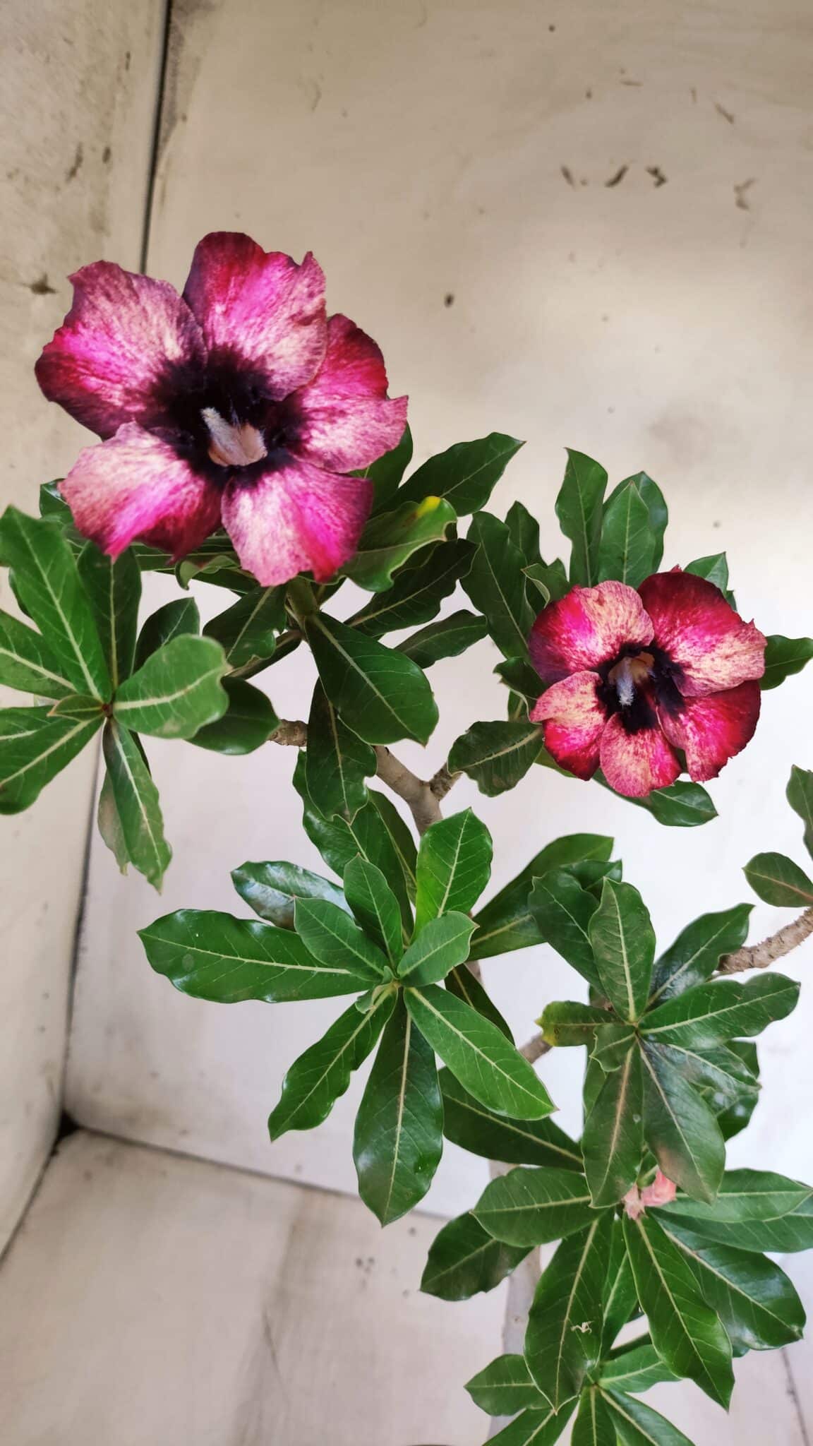 Planta Simples 2583 – 40cm – 03 anos