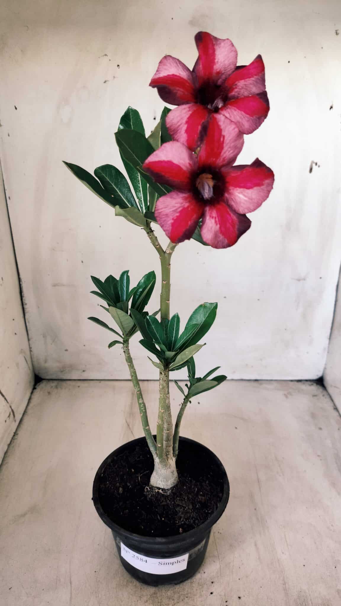 Planta Simples 2584 – 30cm – 02 anos