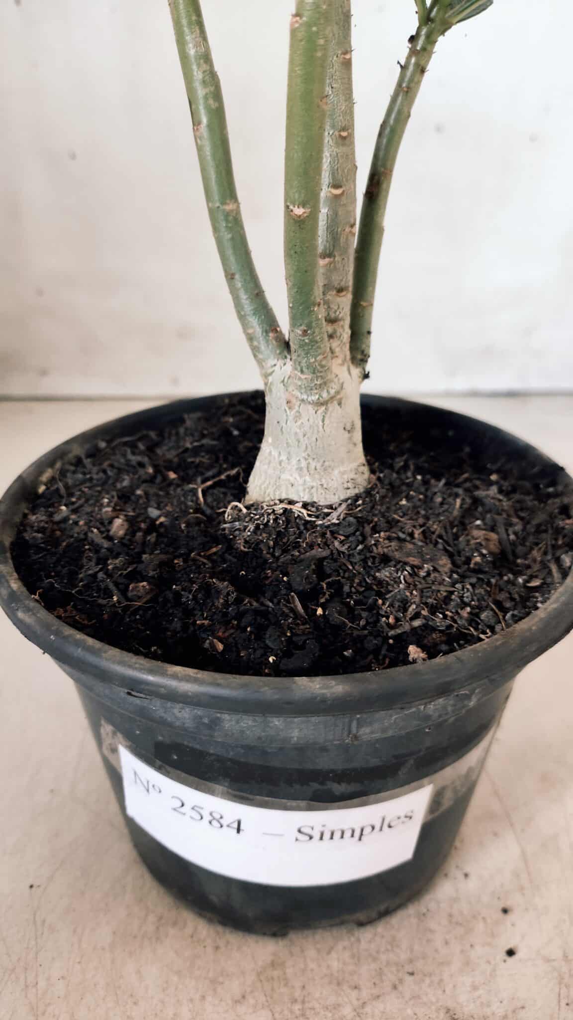 Planta Simples 2584 – 30cm – 02 anos