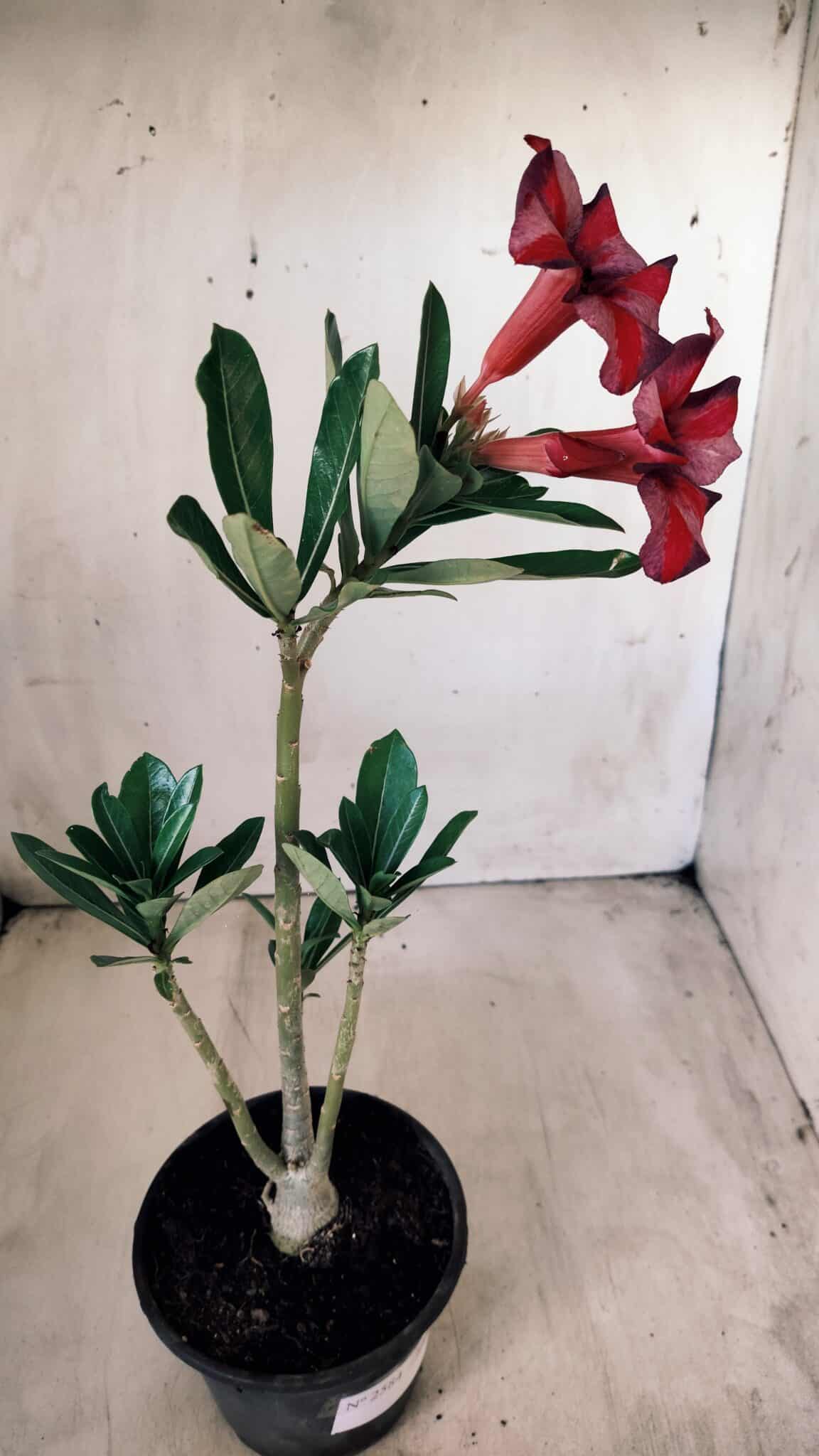 Planta Simples 2584 – 30cm – 02 anos