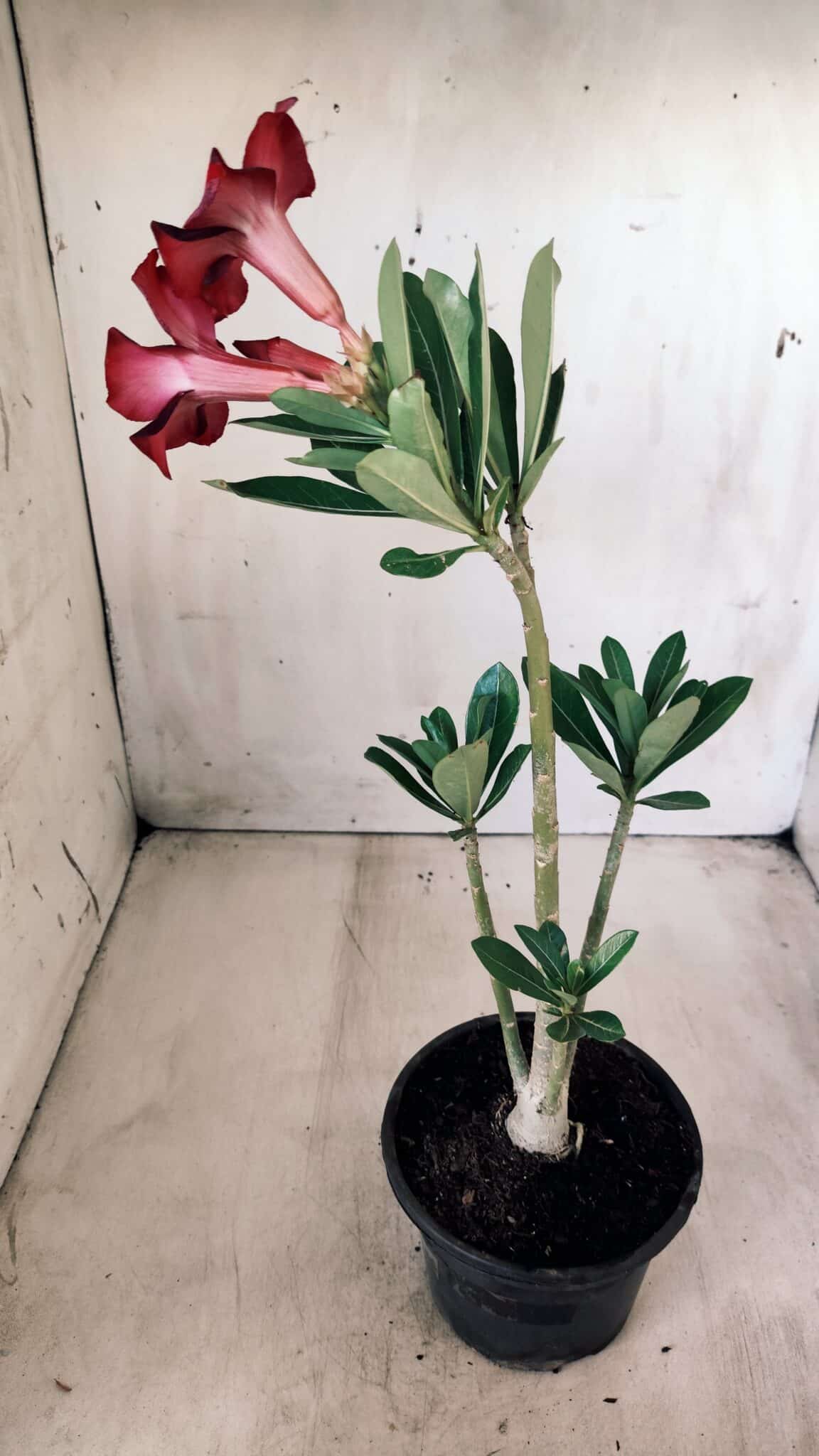 Planta Simples 2584 – 30cm – 02 anos
