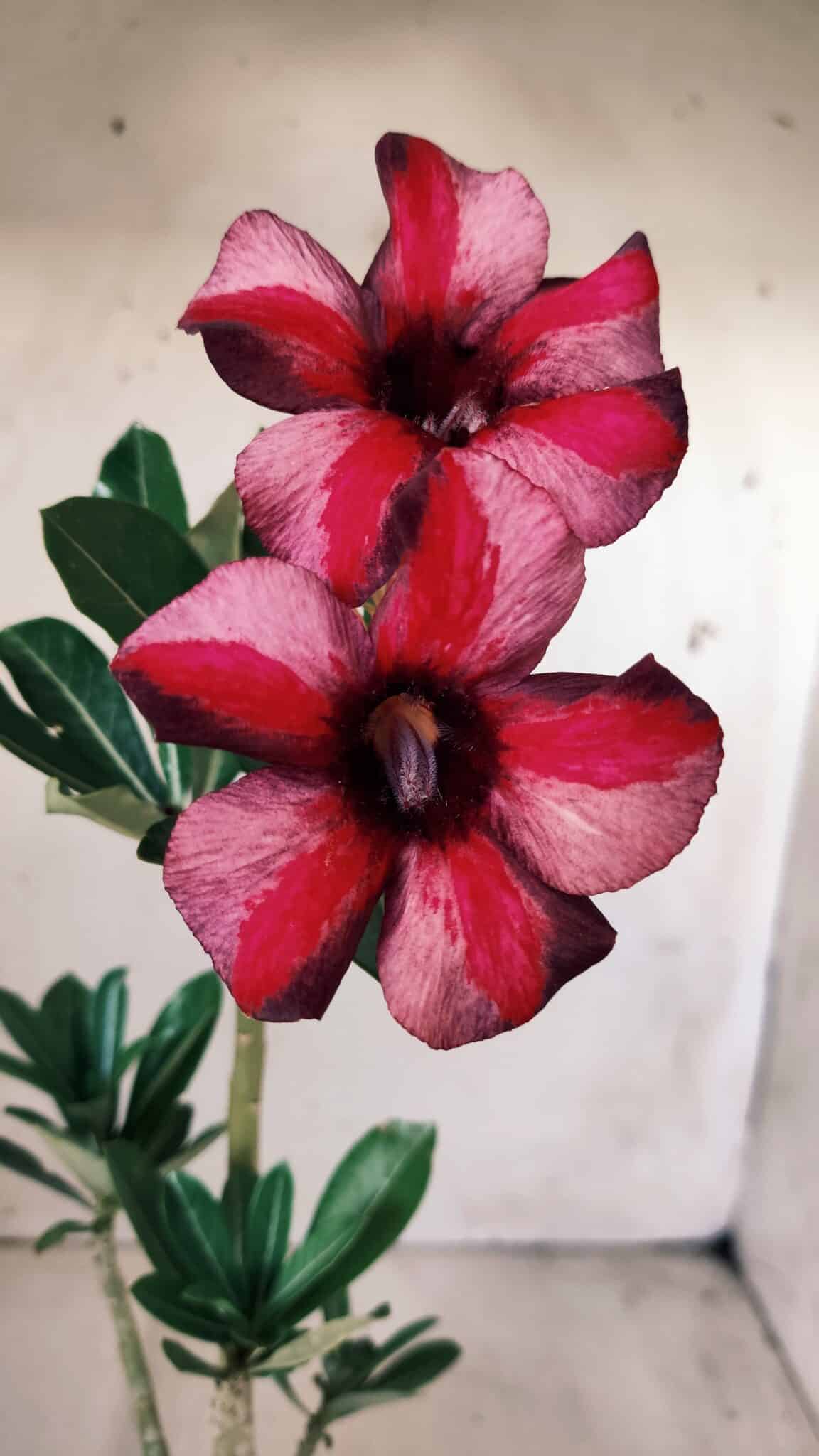 Planta Simples 2584 – 30cm – 02 anos