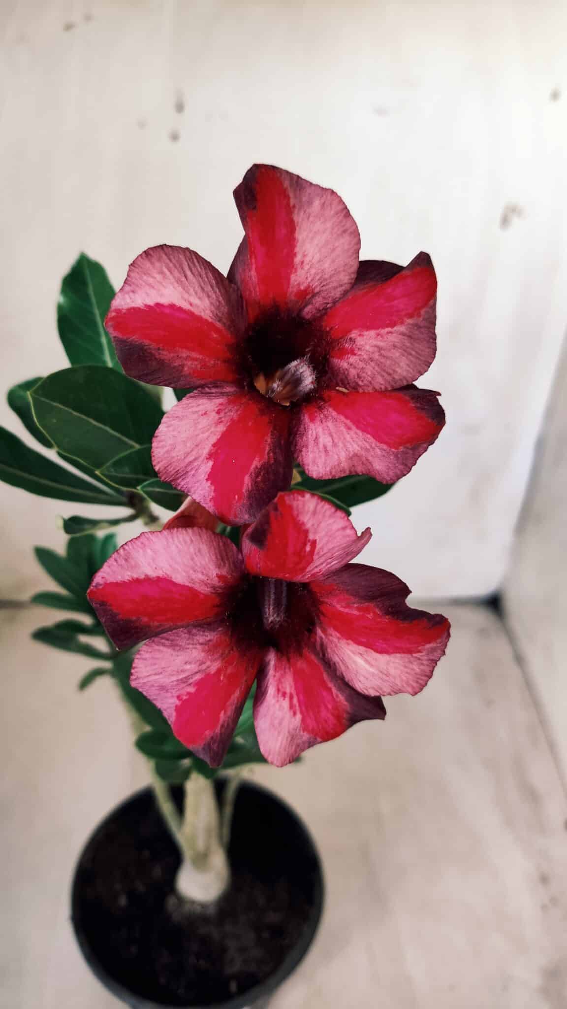 Planta Simples 2584 – 30cm – 02 anos