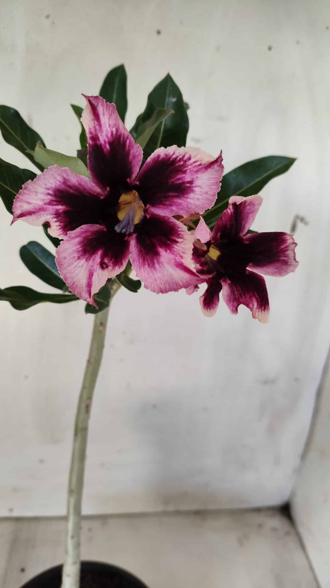 Planta Simples 2585 – 30cm – 02 anos